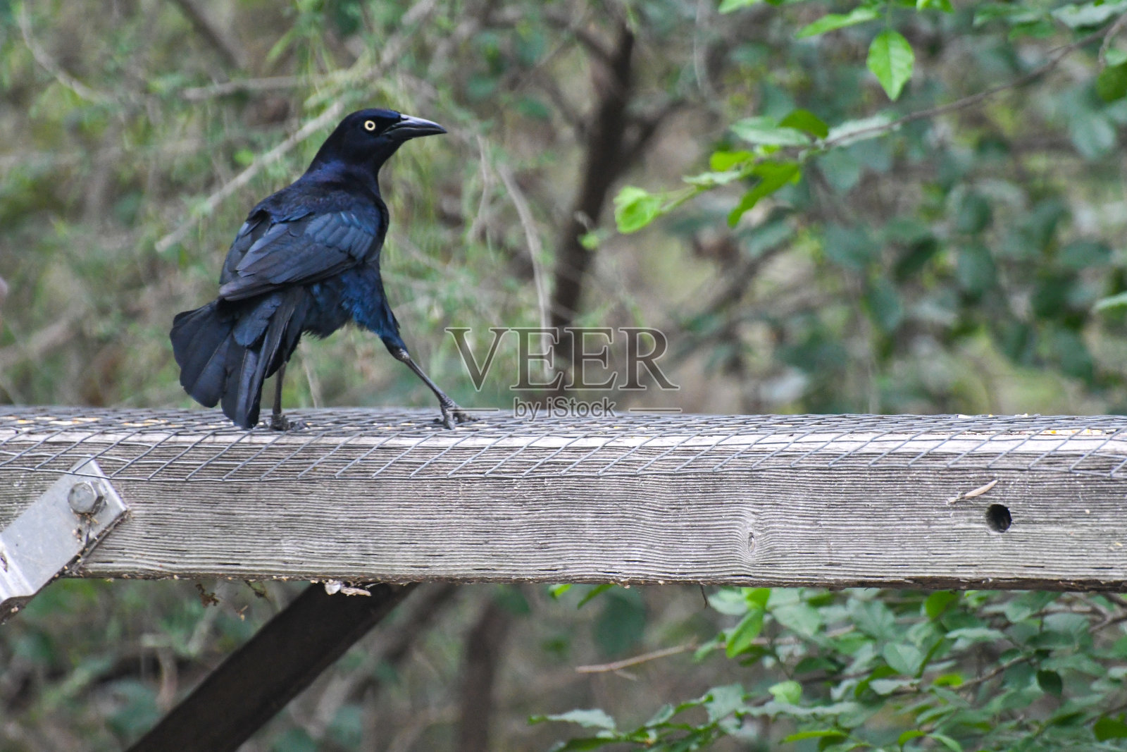 Great-tailed白头翁之类照片摄影图片