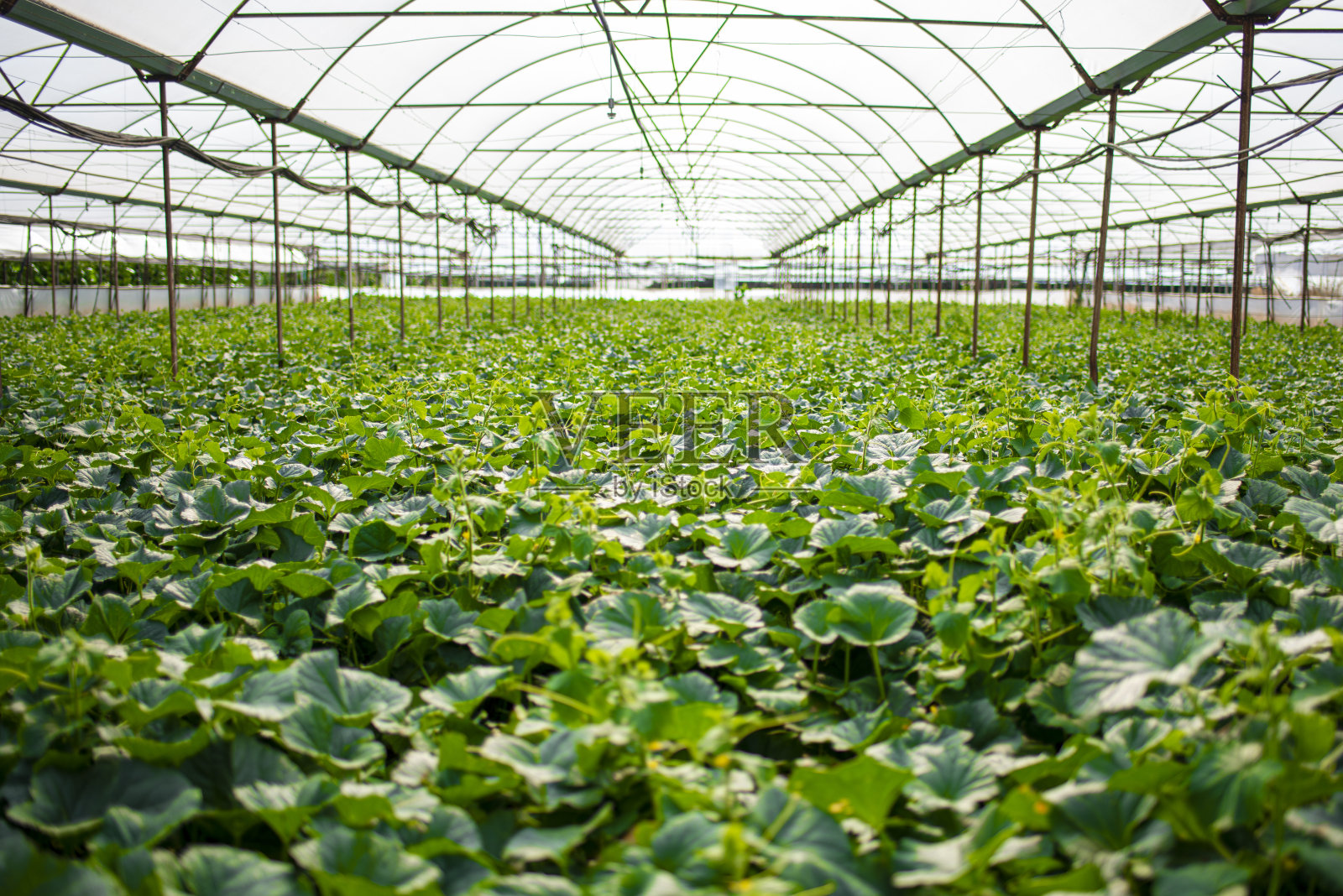 有机鲜瓜田(温室)。农业背景照片照片摄影图片