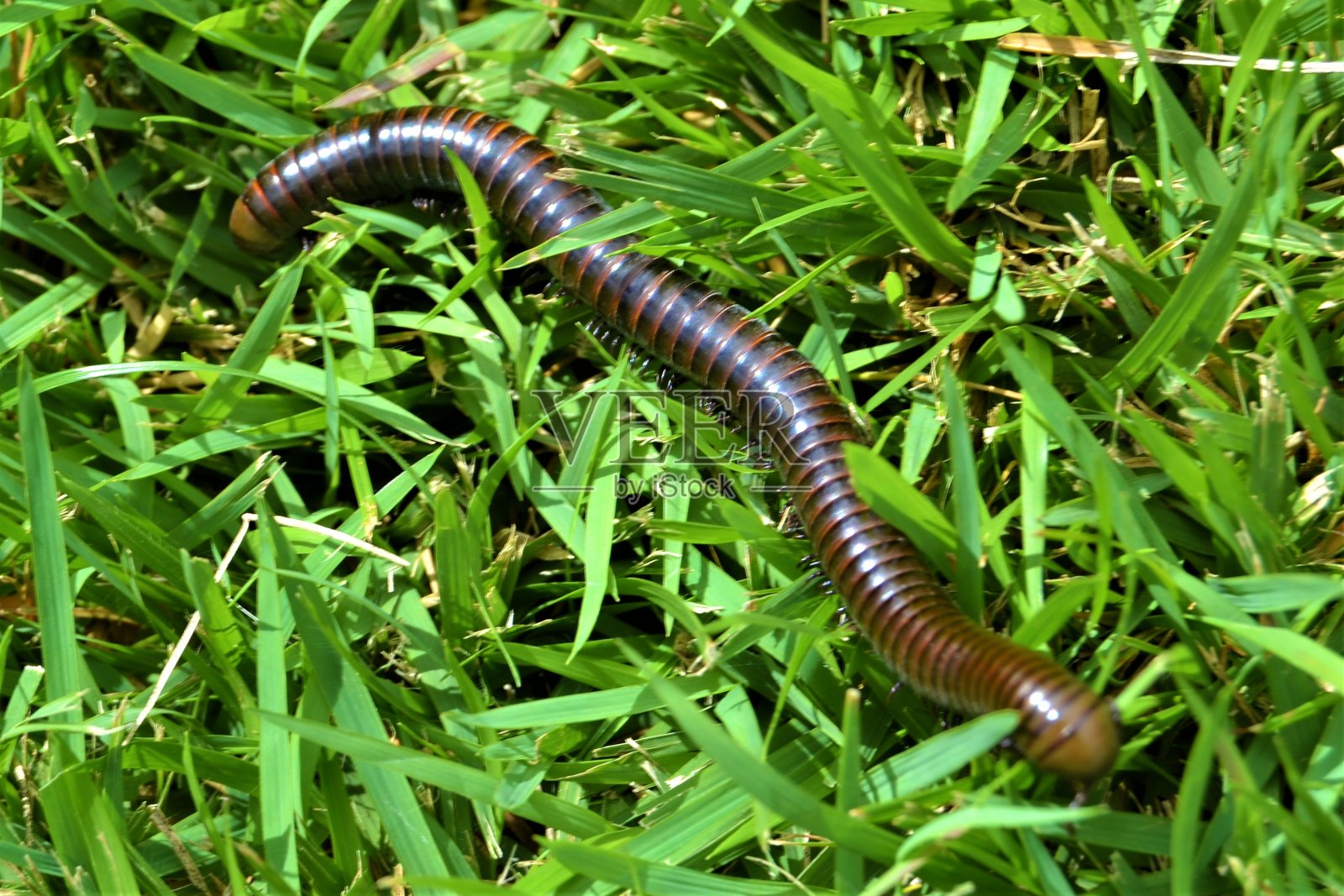 草地上的蜈蚣照片摄影图片
