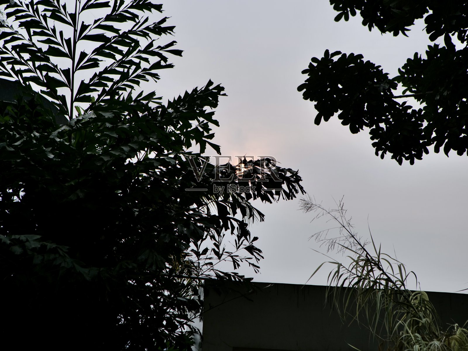 下午从橘黄色的太阳在树上的剪影。日落。广角照片摄影图片