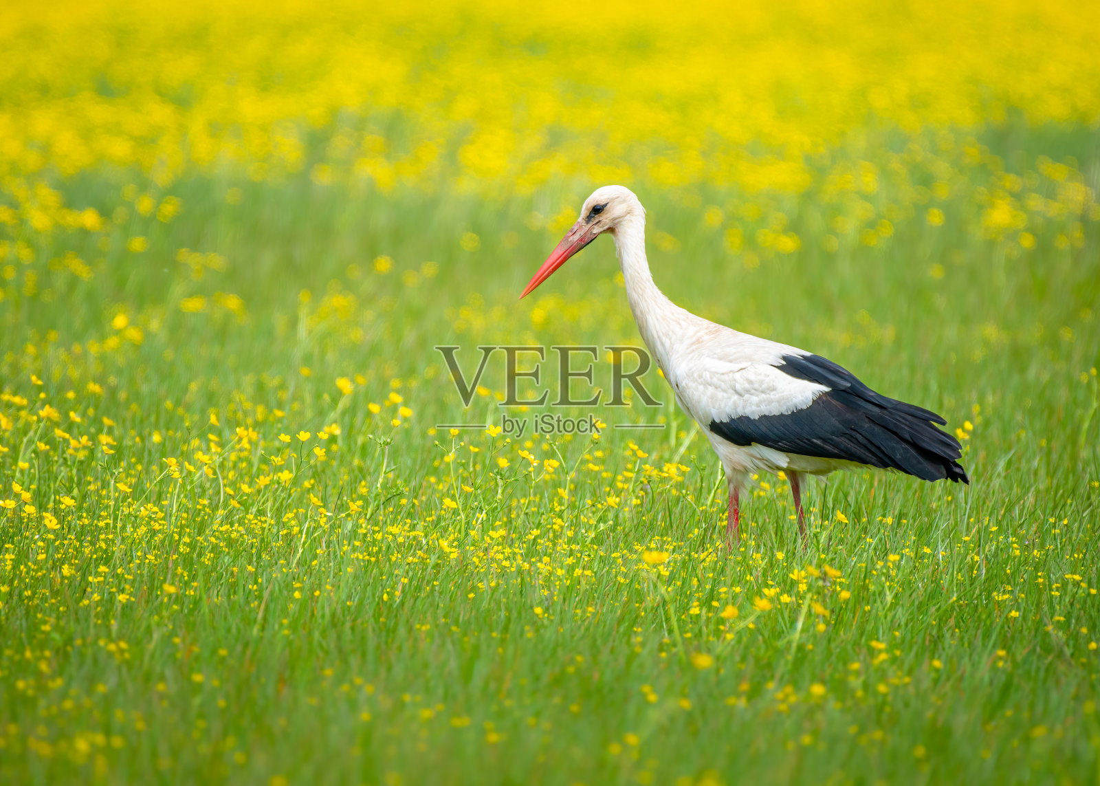 白鹳在草地上觅食照片摄影图片