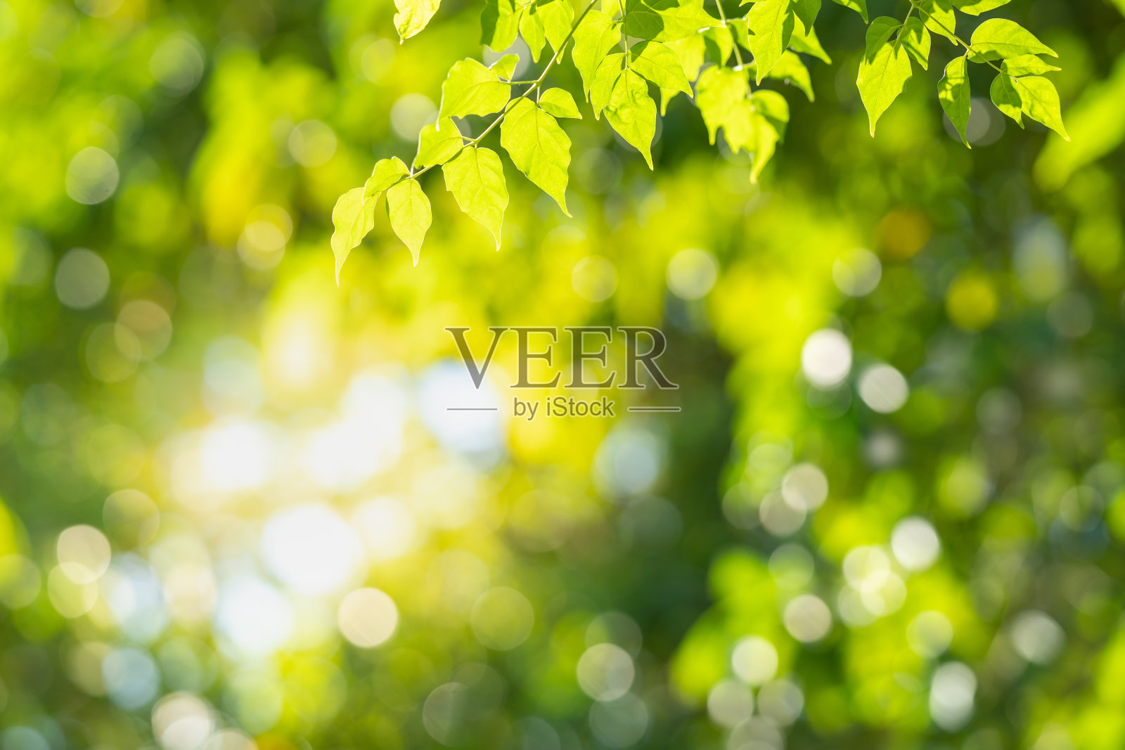 在阳光下模糊的绿叶背景上观赏美丽的自然景观，以散景和复制空间作为背景的自然植物景观，生态壁纸的概念。照片摄影图片