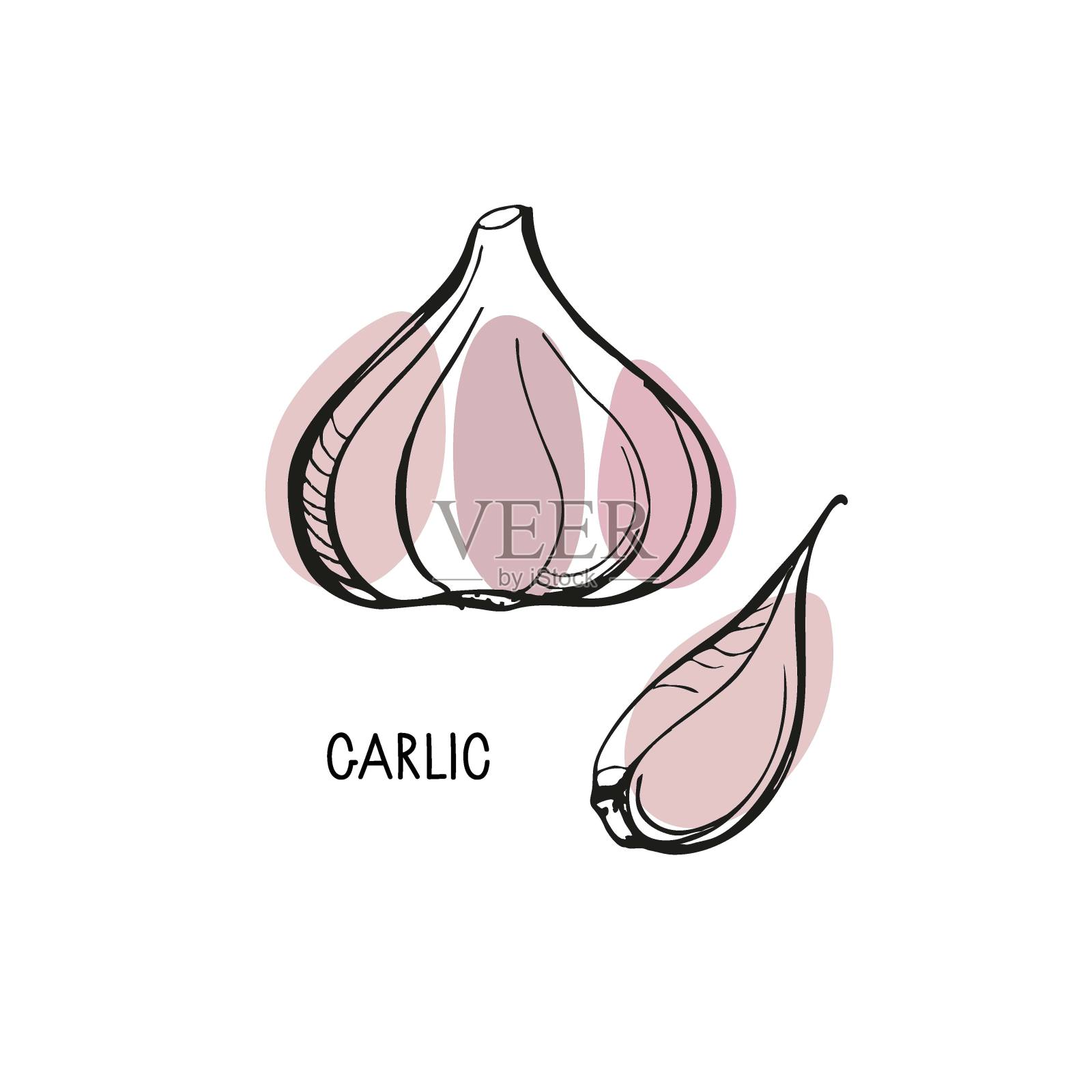蒜头和蒜瓣。字母与蔬菜。矢量素描风格与亮点。用于标识，菜单，图标农贸市场，厨房打印，有机食品商店，天然保健品。插画图片素材