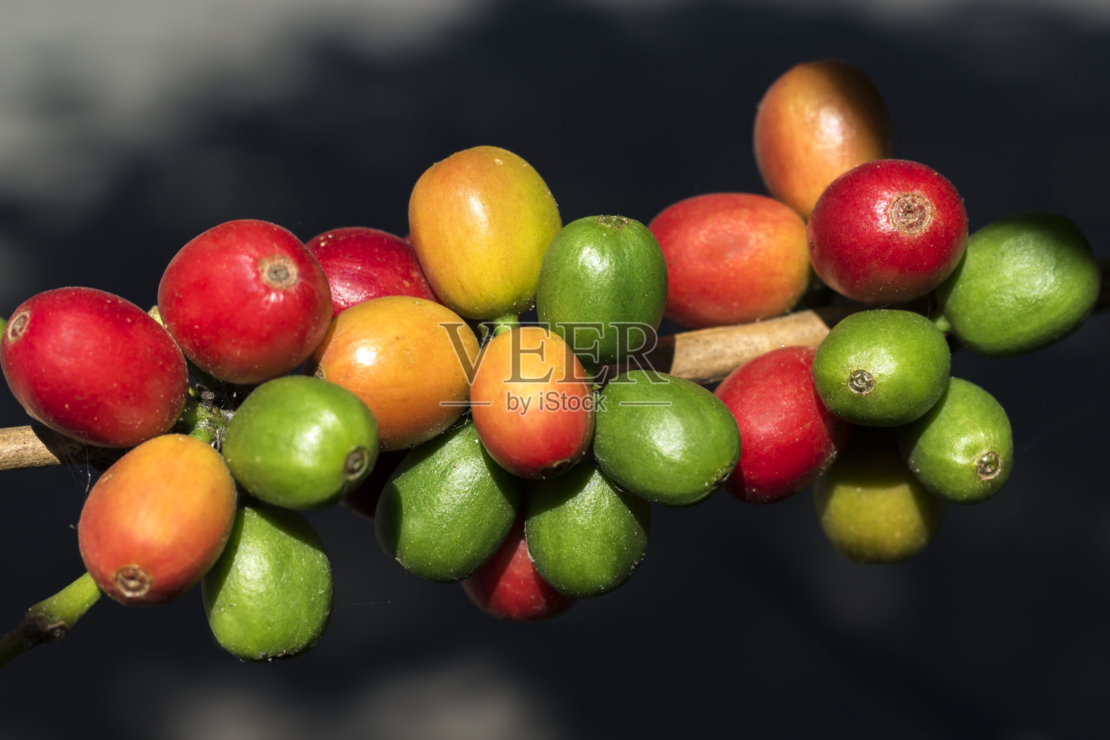 咖啡水果植物照片摄影图片