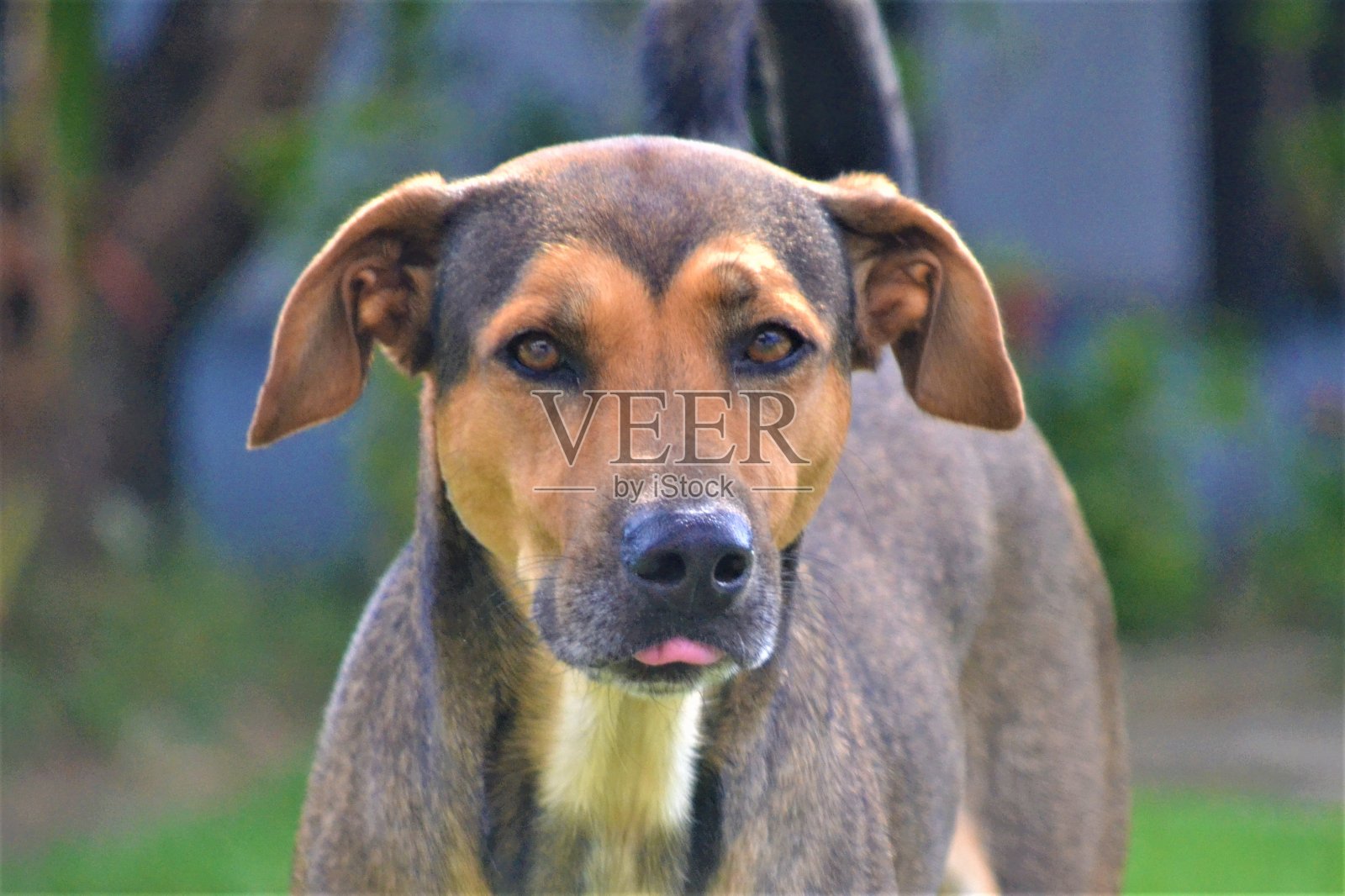 狗看着镜头照片摄影图片