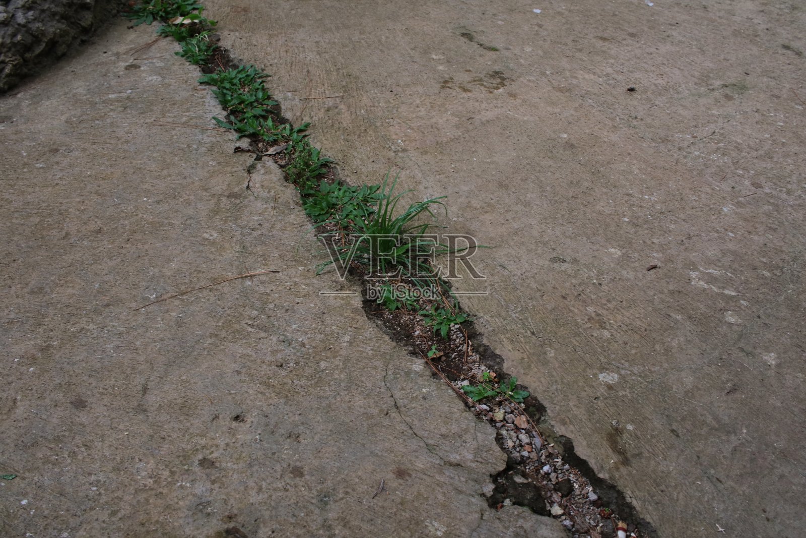 草照片摄影图片