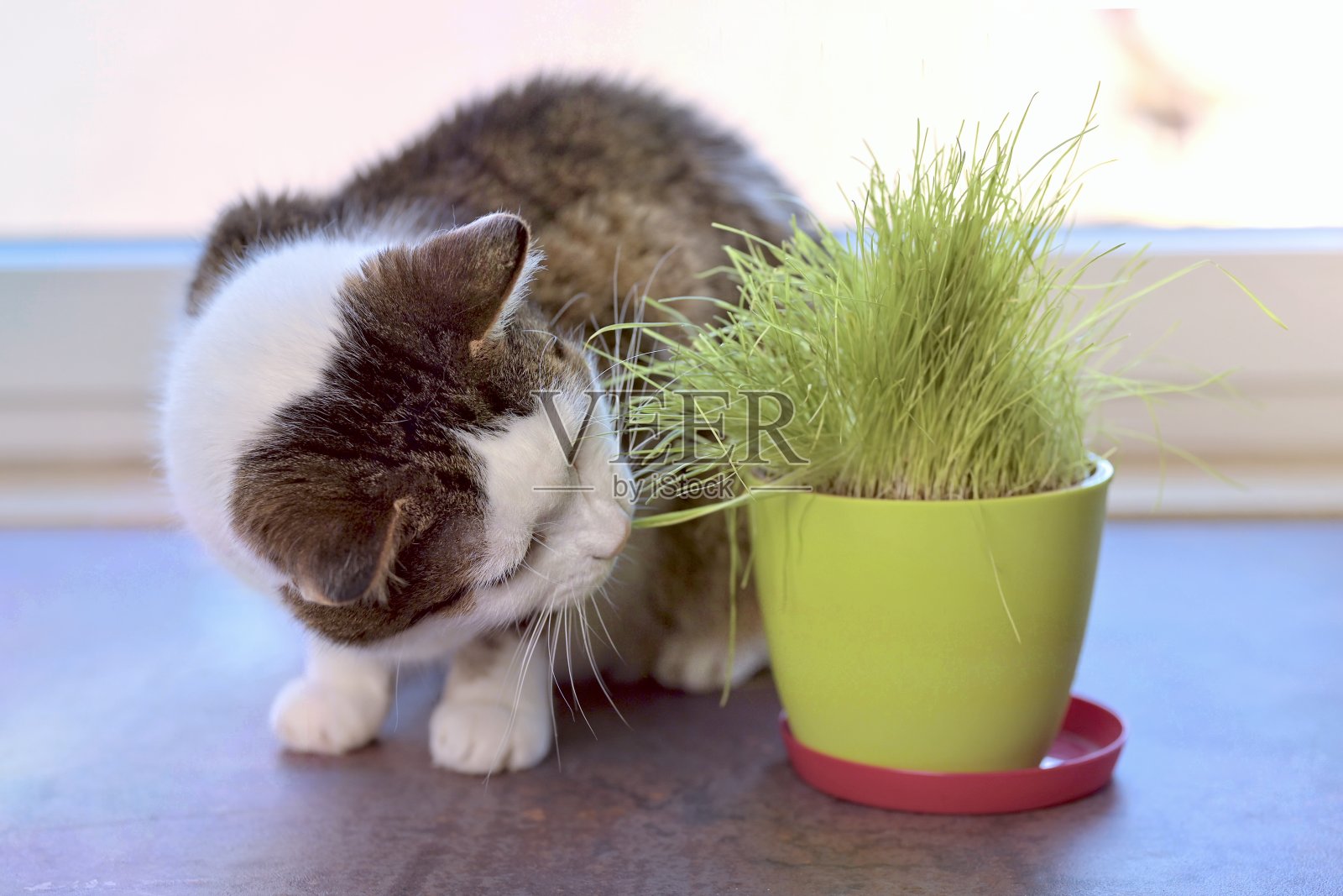 可爱的虎斑猫吃绿色的猫草在一个壶。水平图像与选择性焦点。照片摄影图片
