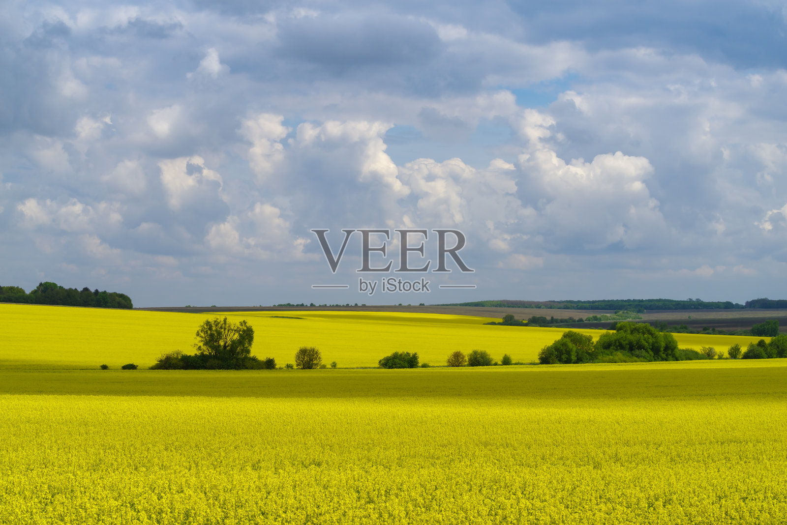 乌克兰波迪利亚地区的油菜籽田照片摄影图片