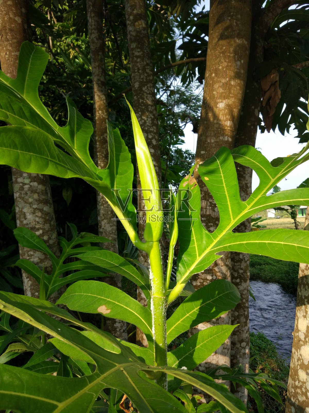 面包果叶子的照片照片摄影图片