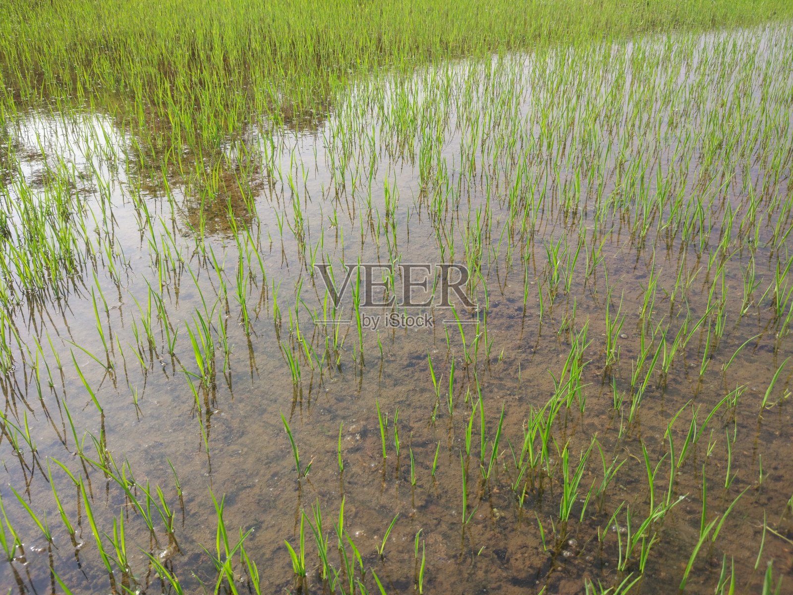 肥沃的水稻种子照片照片摄影图片