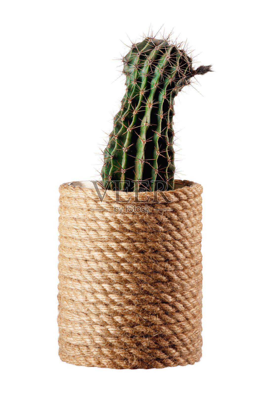 白色背景上的绿色多刺盆栽仙人掌照片摄影图片