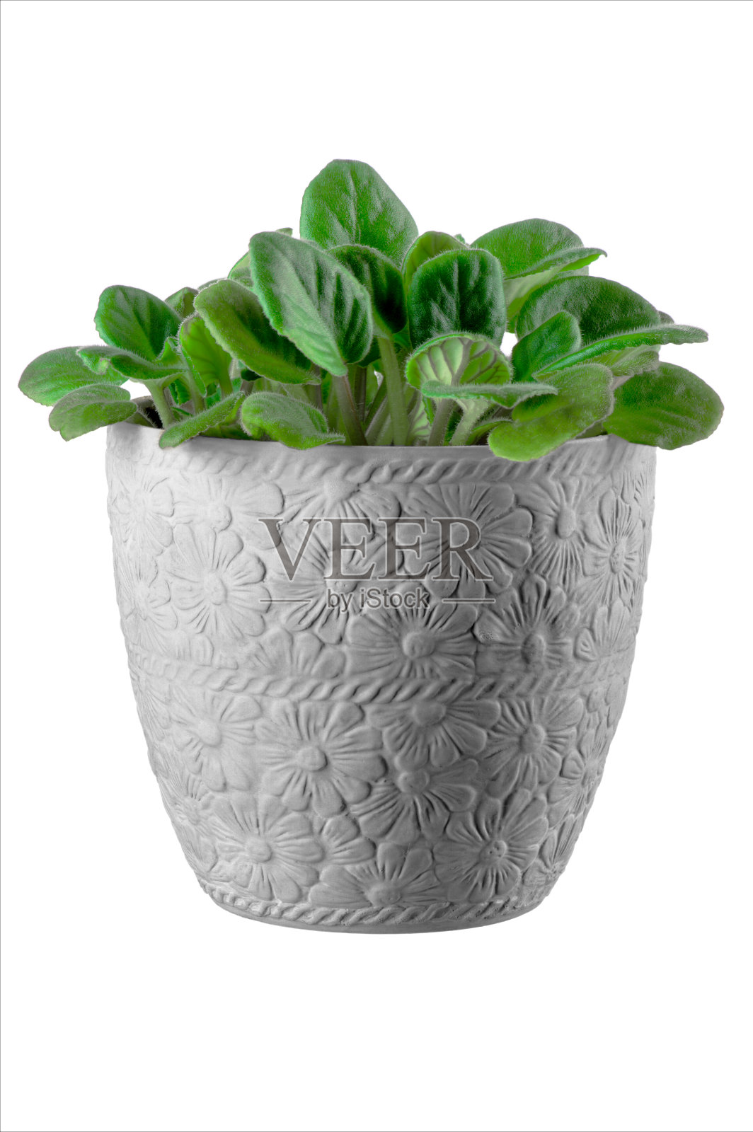 绿色的紫罗兰和多汁的叶子在一个陶瓷灰色的锅在白色孤立的背景照片摄影图片