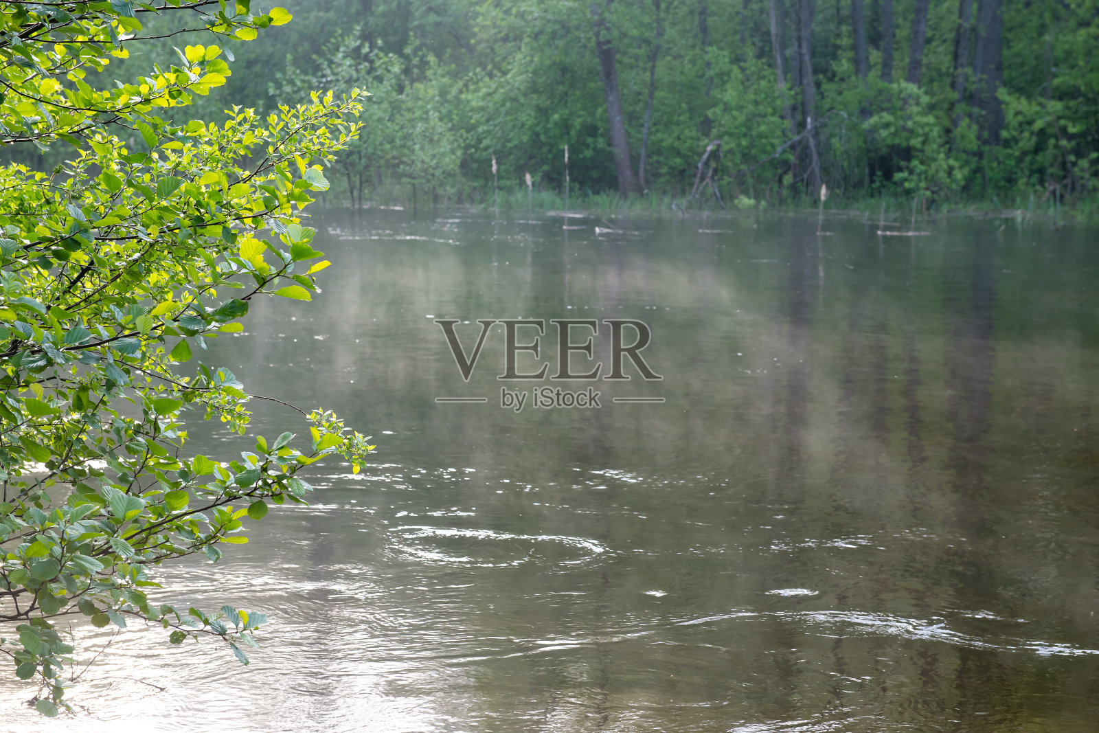 森林,湖泊,河流。照片摄影图片