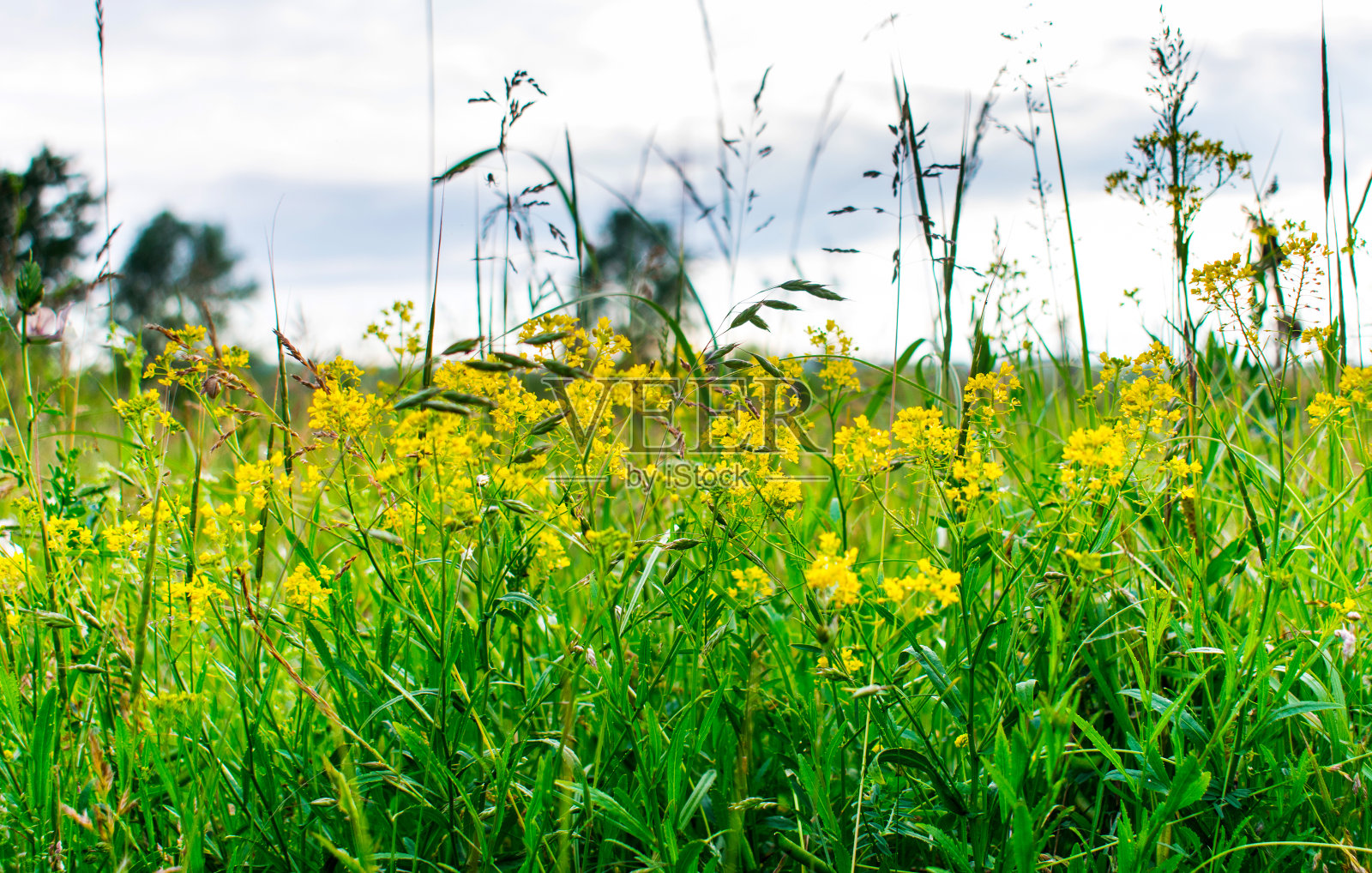 绿草中盛开着黄色的野花。照片摄影图片