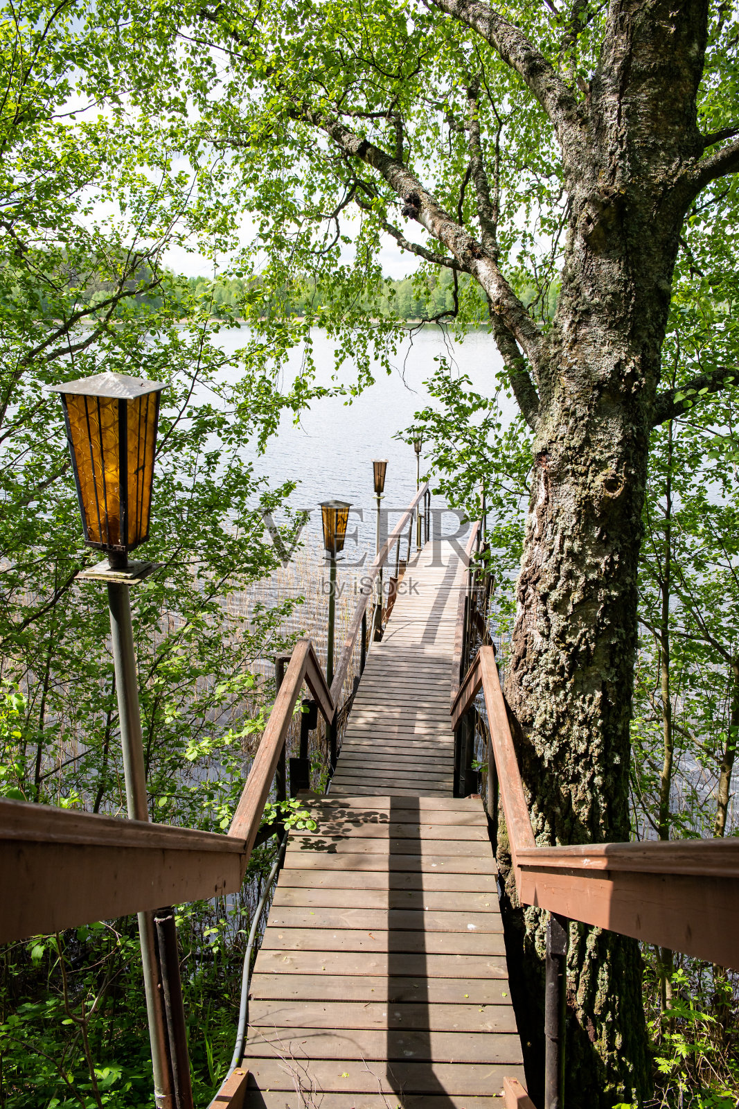 森林,湖泊,河流。照片摄影图片