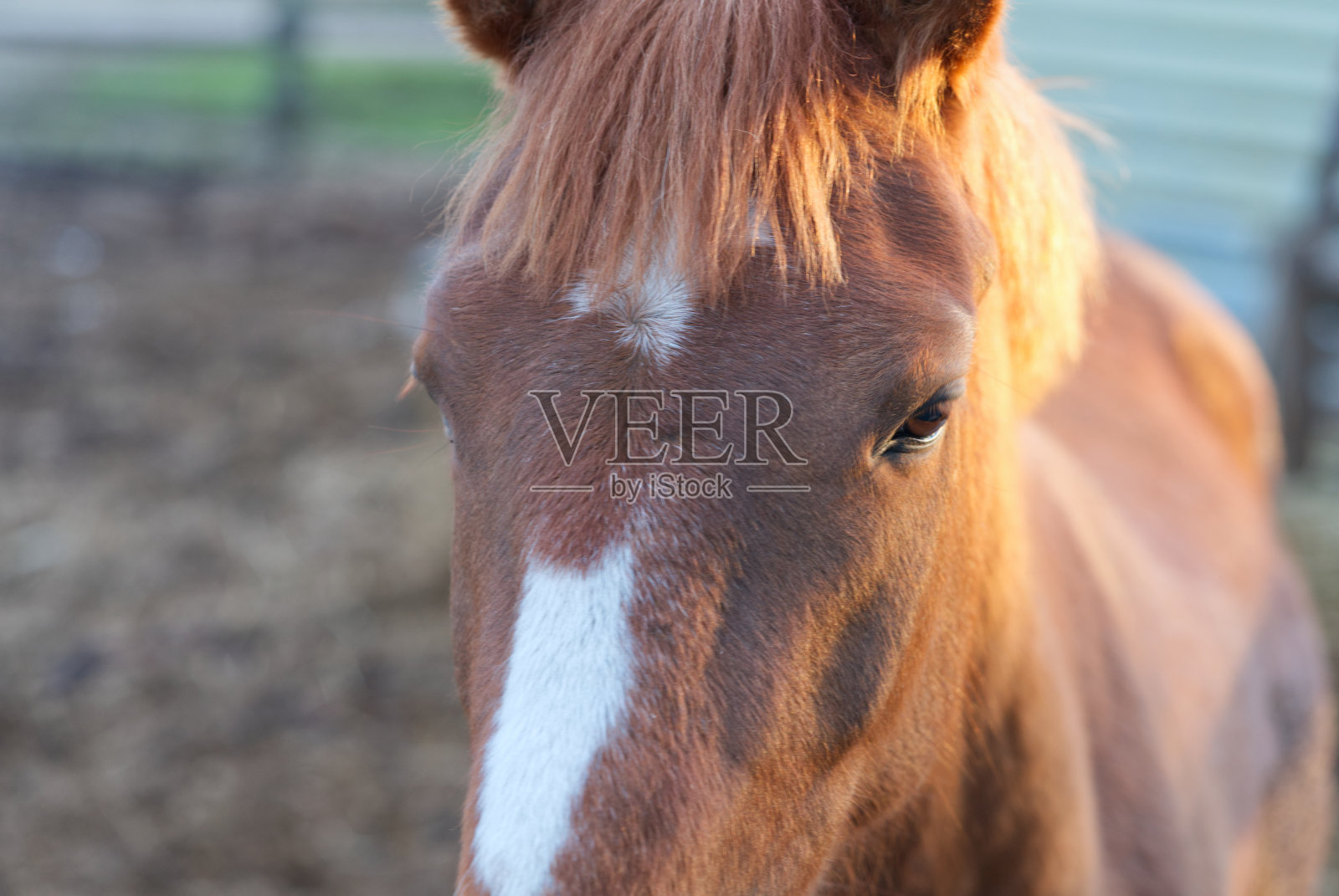 在一个阳光明媚的日子里，马厩里漂亮的棕色马的特写照片摄影图片