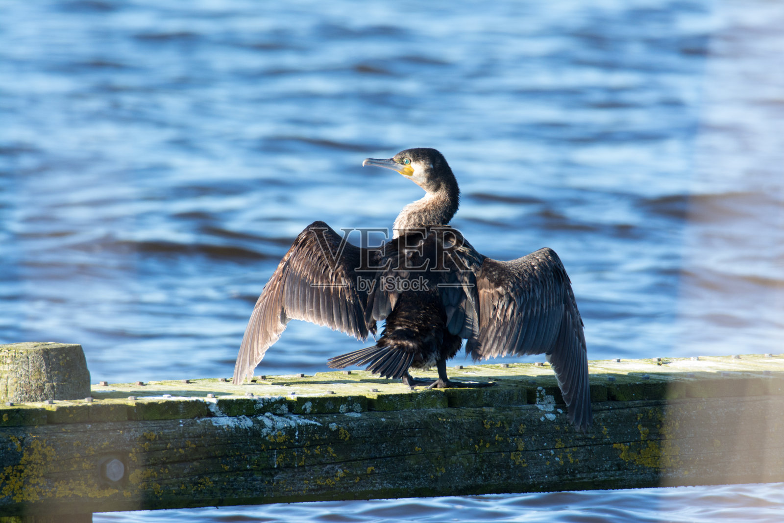 晒干的鸬鹚。照片摄影图片