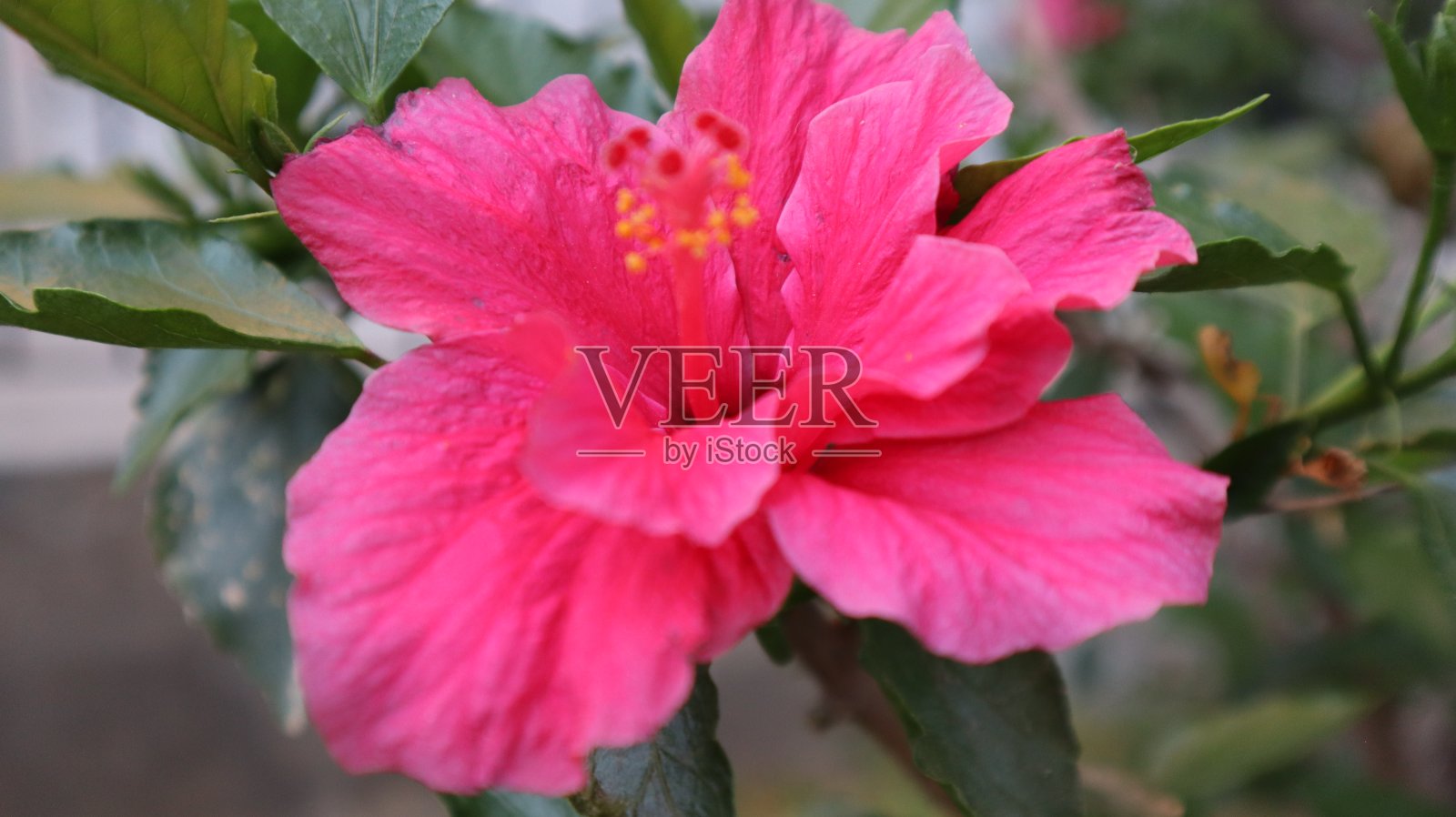 近距离观察自然中的芙蓉花。照片摄影图片