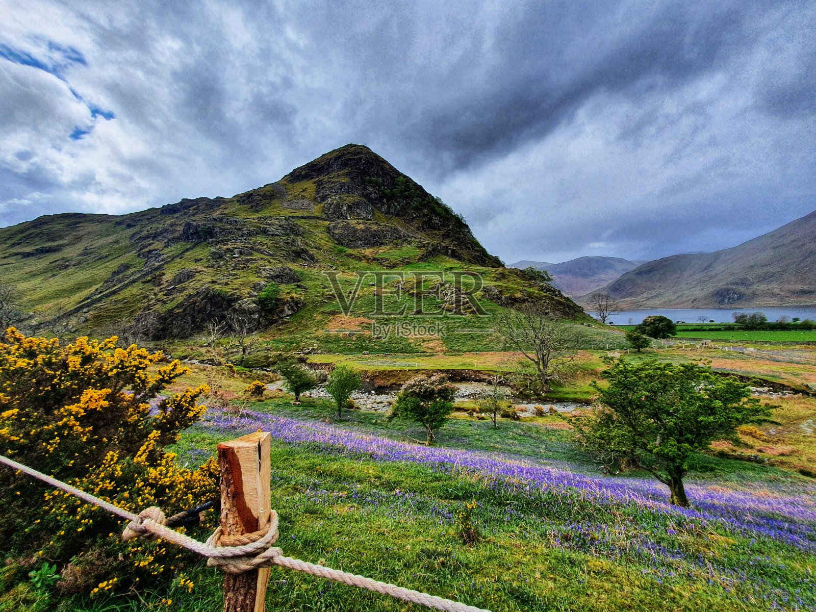 兰纳代尔结和它的风信子照片摄影图片