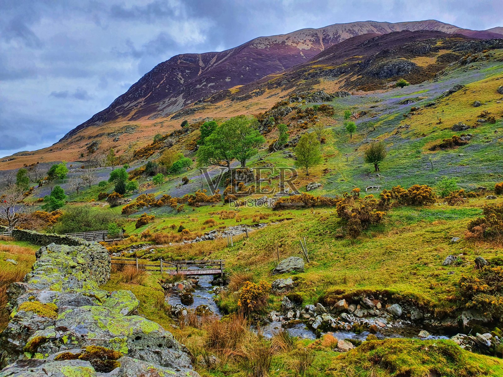 兰纳代尔结和它的风信子照片摄影图片