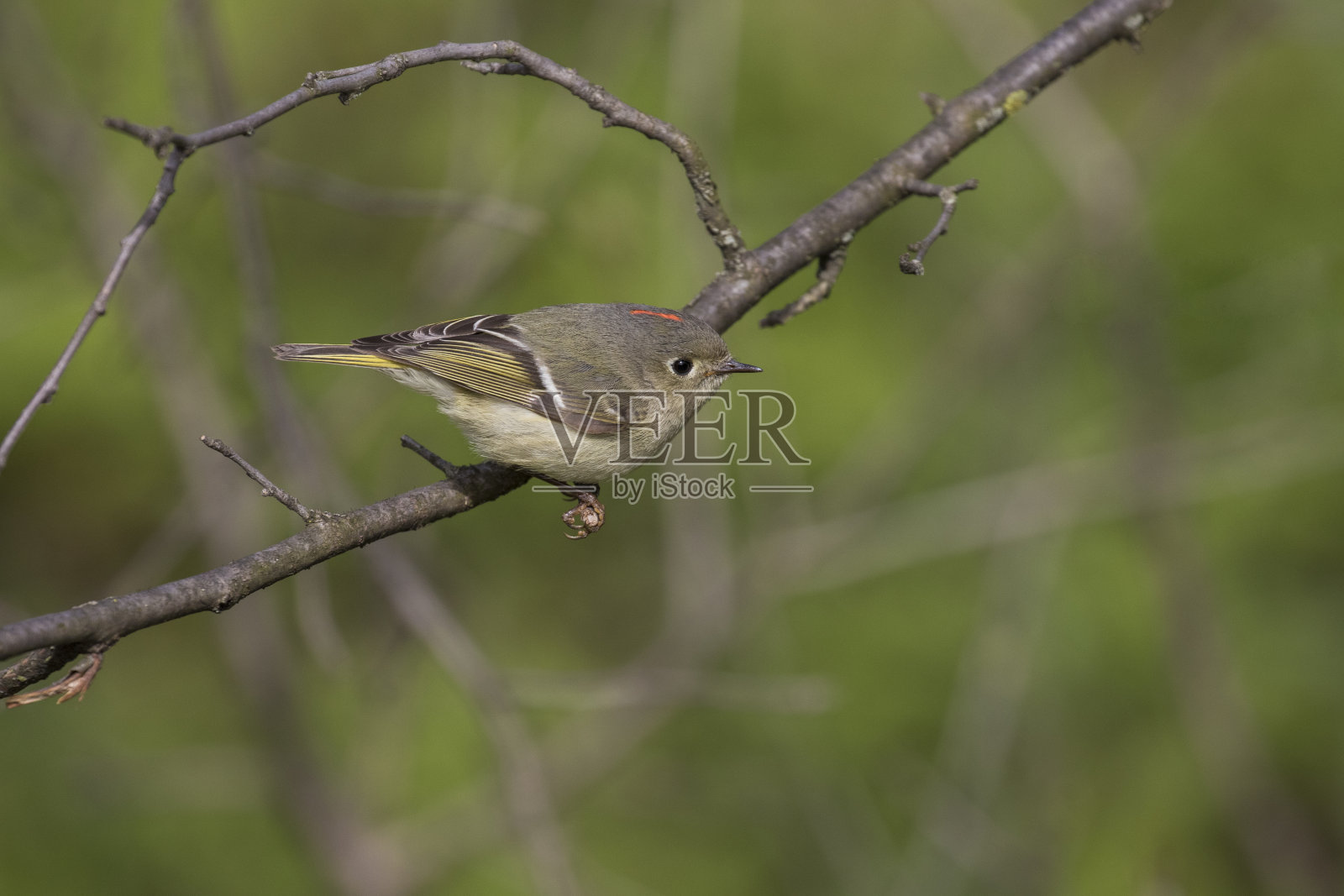 ruby-crowned小王照片摄影图片