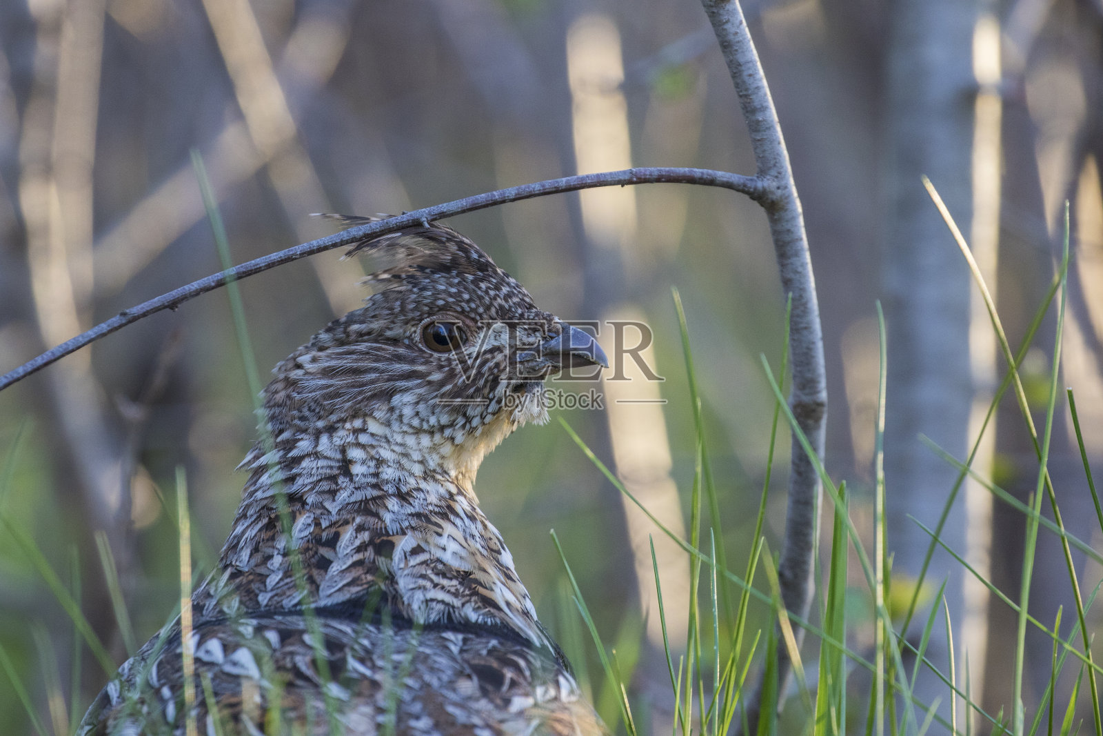 松鸡照片摄影图片