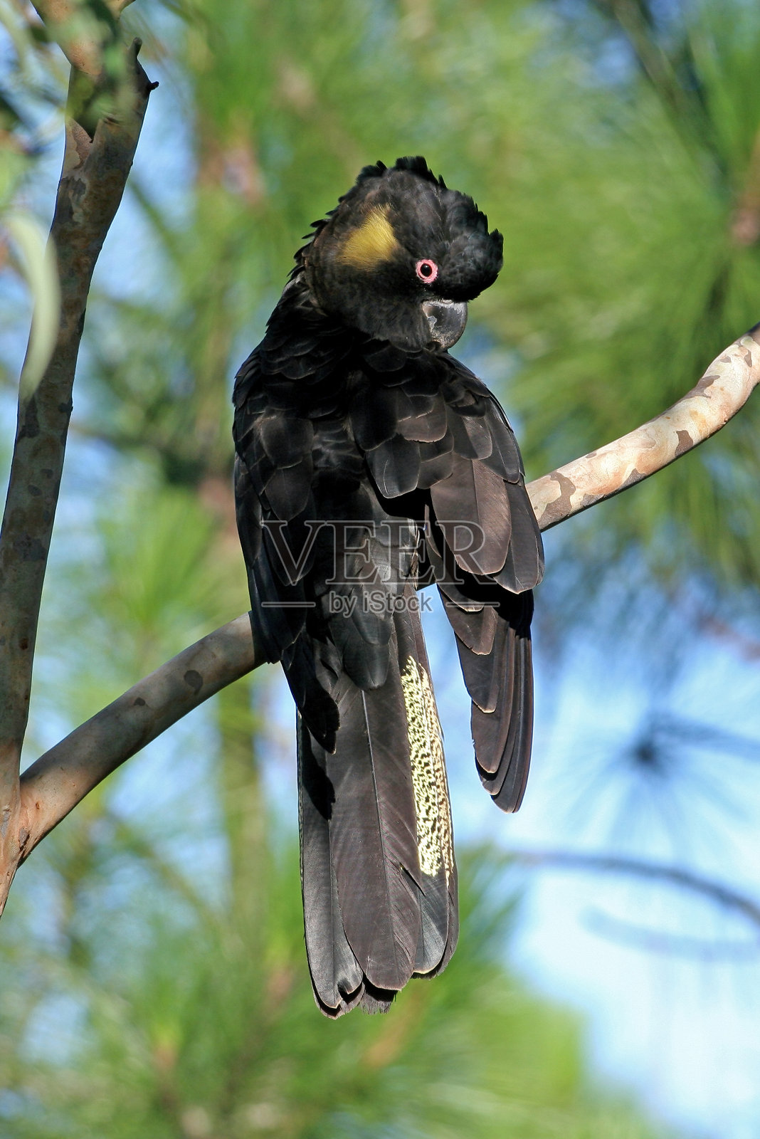 鸟栖息在树上的特写镜头照片摄影图片