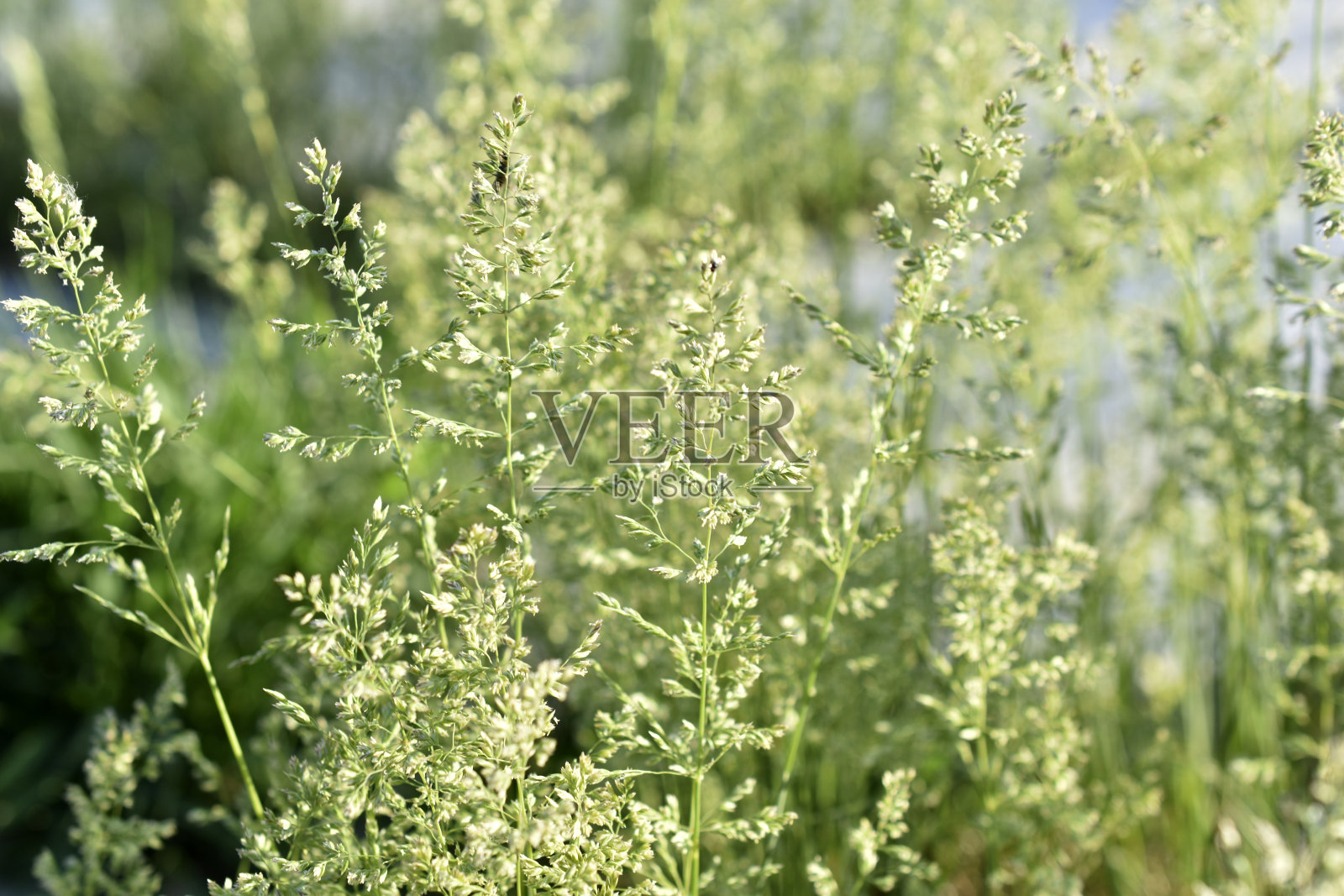 草地牧草(lat。Poa praténsis) -多年生植物;禾本科早熟禾属的一种;草料草，最早的草之一照片摄影图片