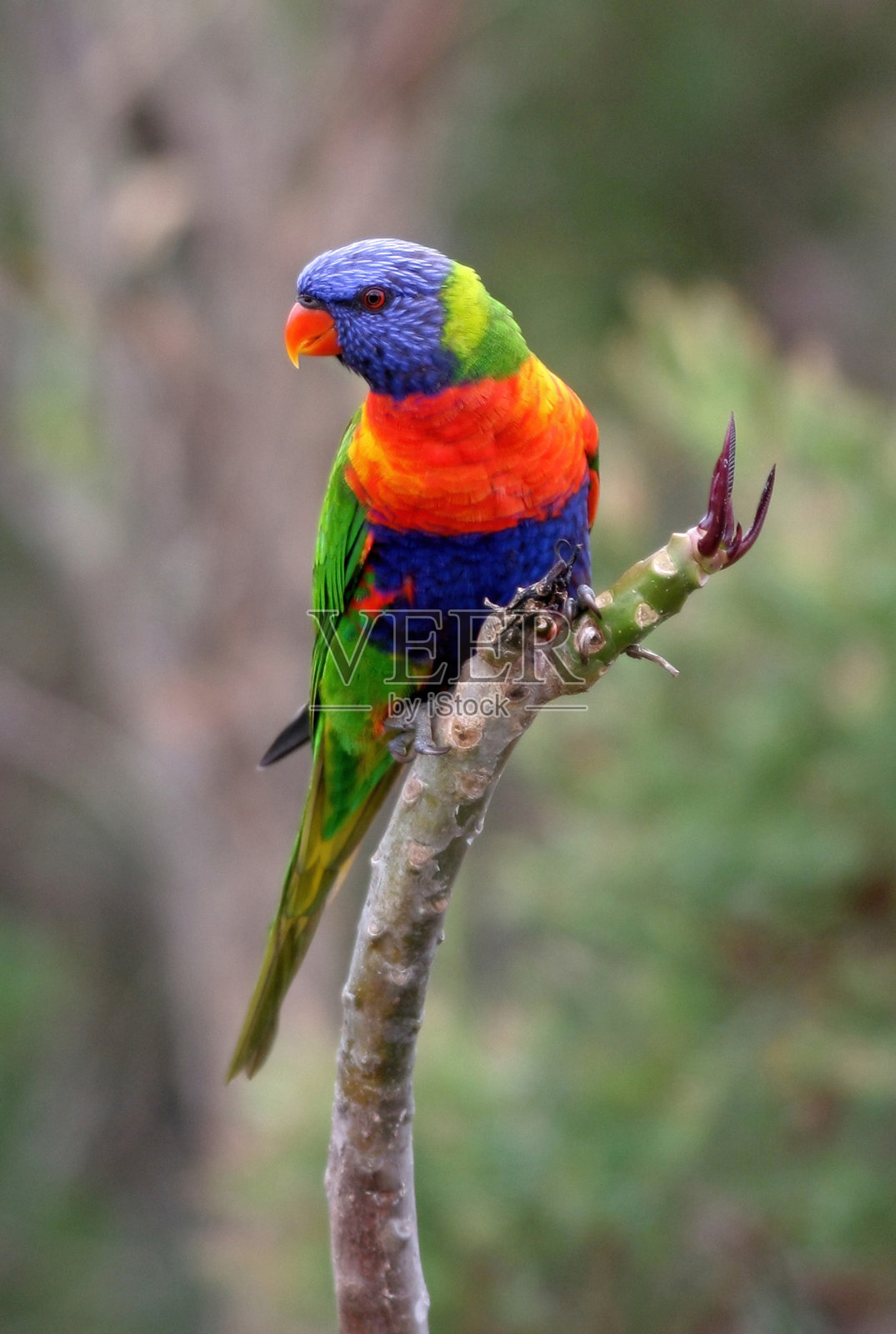 彩虹吸蜜鹦鹉照片摄影图片