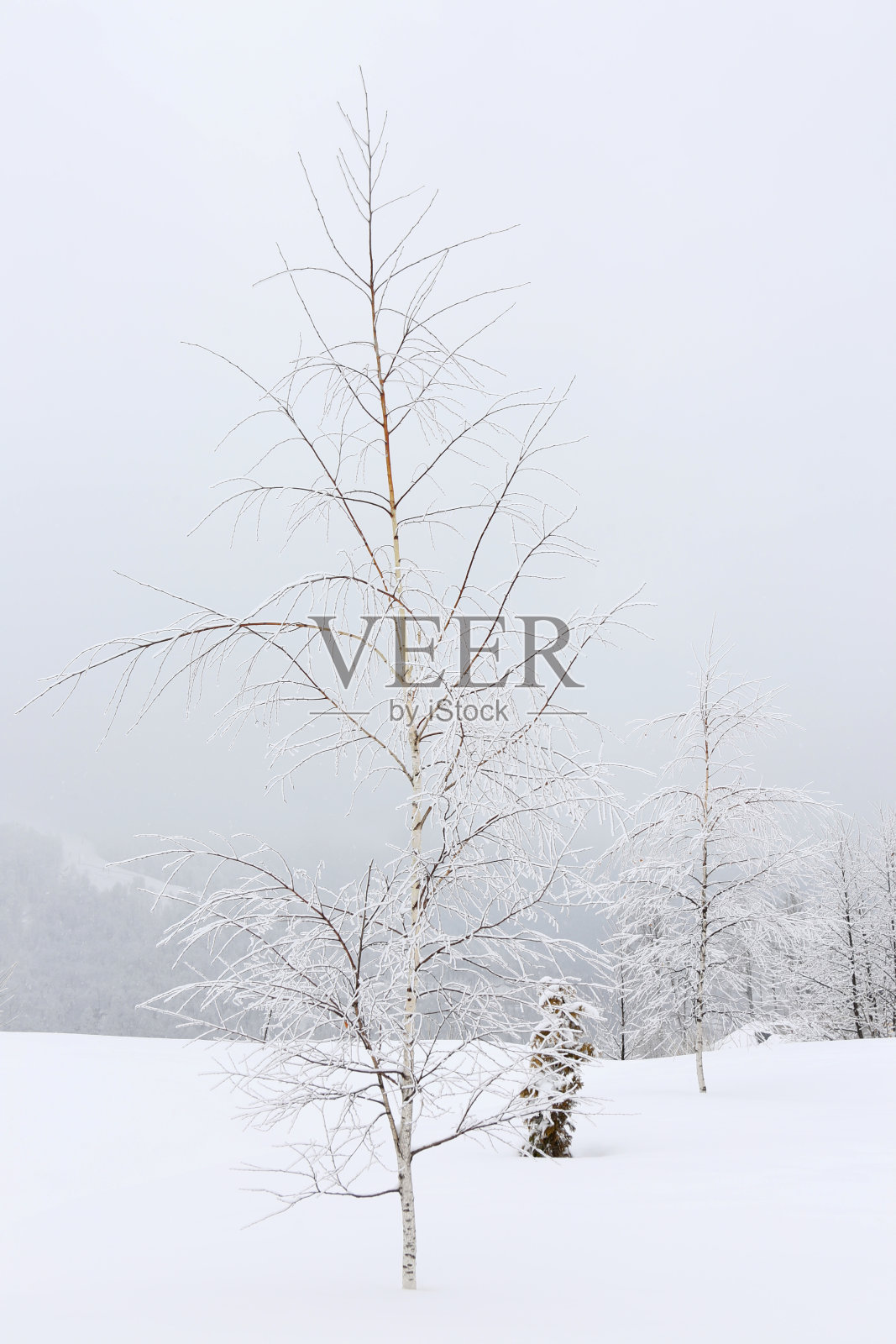 白桦树在雪地里，竖着画照片摄影图片