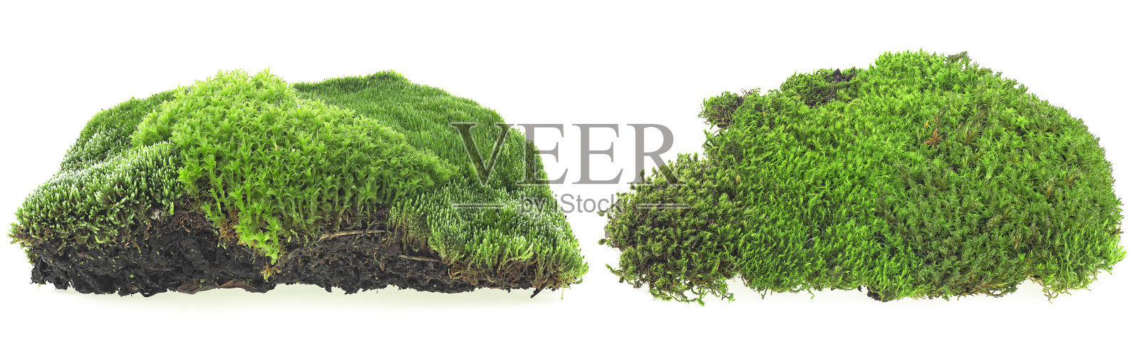 一套绿色苔藓。两片绿色的苔藓孤立在白色的背景上。苔藓在土壤。照片摄影图片