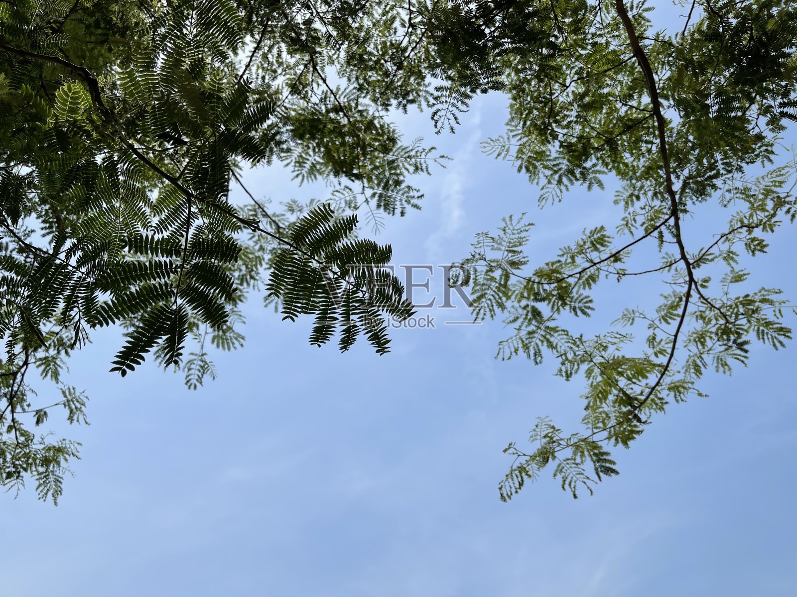 叶照片摄影图片