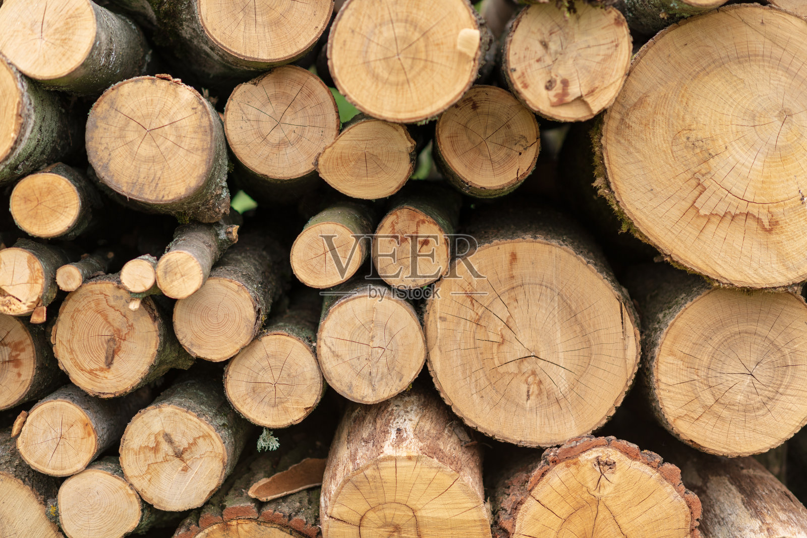 橡树日志照片摄影图片