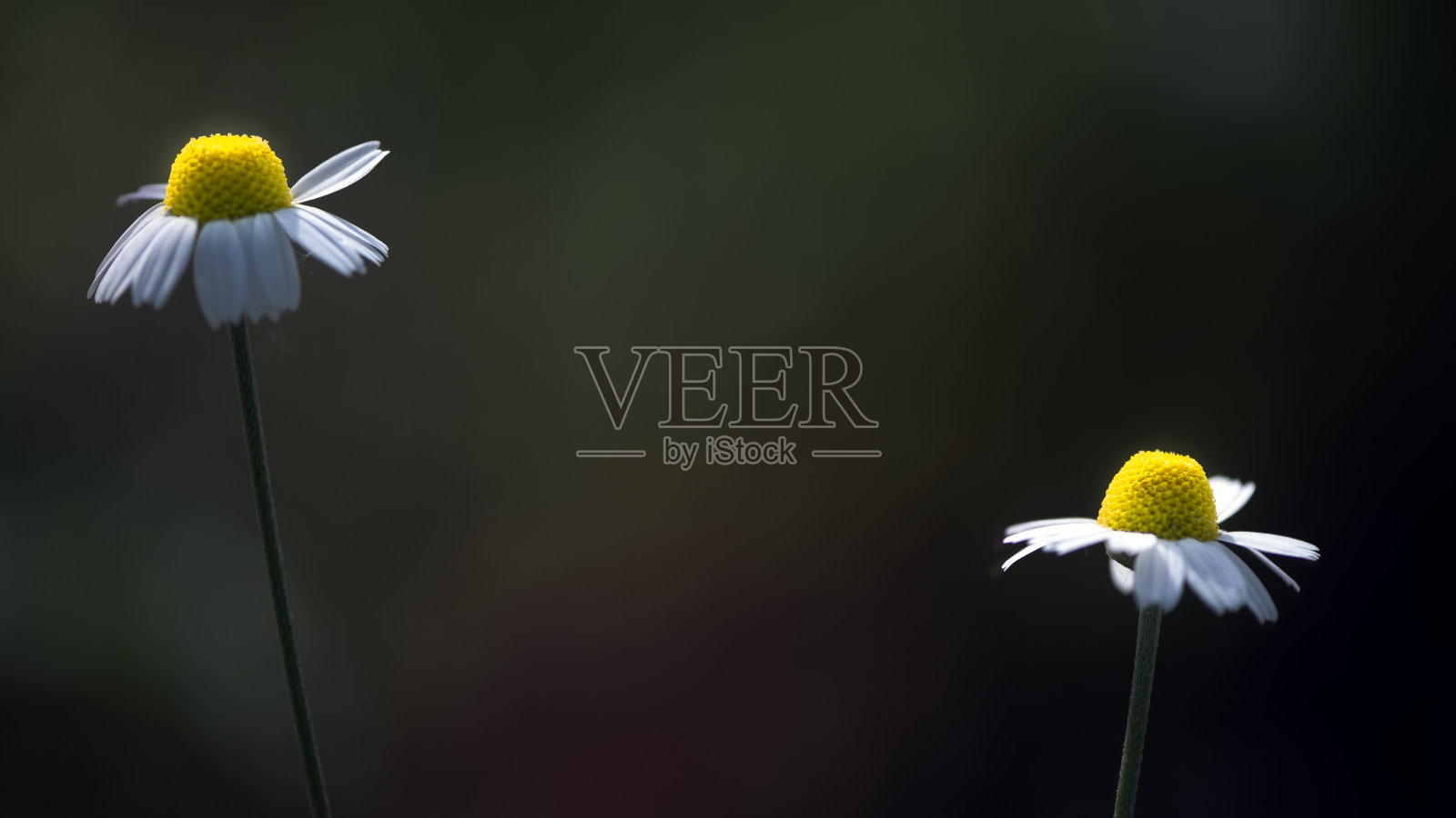 两朵洋甘菊花在深色的艺术背景上。照片摄影图片