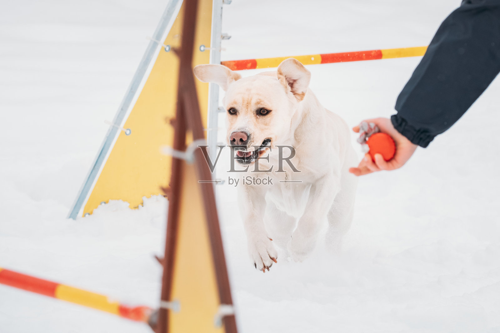 白色拉布拉多狗在外面玩雪，冬天的季节。狗跳过障碍在雪在灵敏狗训练在冬季季节照片摄影图片