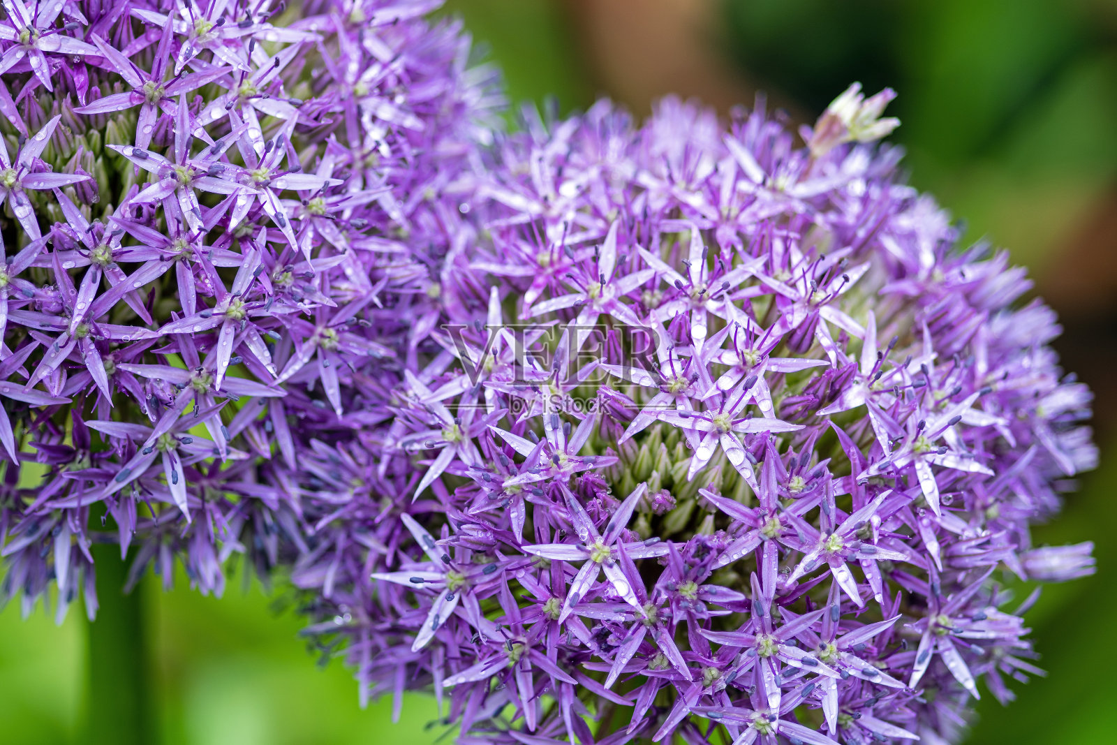 观赏葱属植物的花照片摄影图片