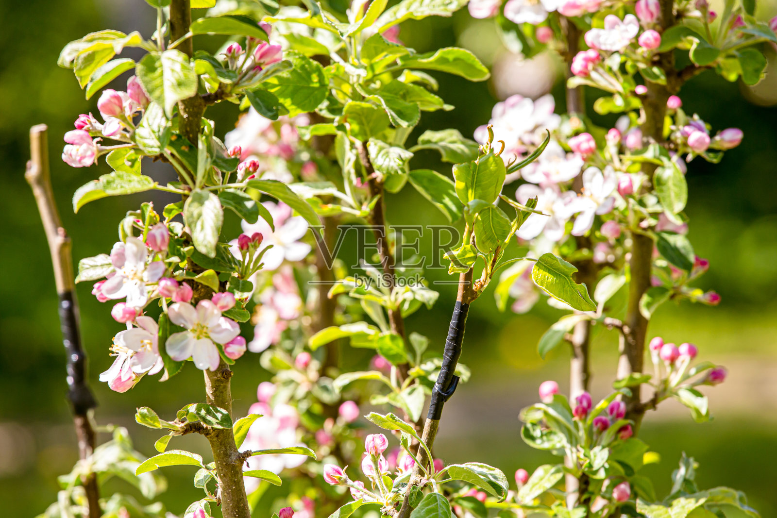 果树繁殖概念，梨树在春季繁殖到苹果树。鞭舌嫁接技术使用聚乙烯胶带。照片摄影图片