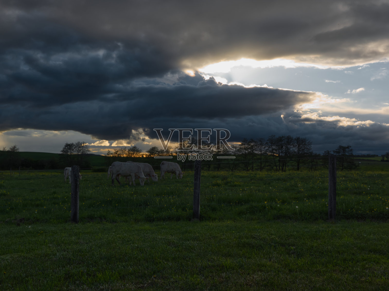 奶牛在法国的边远地区与春天的颜色和暴风雨的天空照片摄影图片