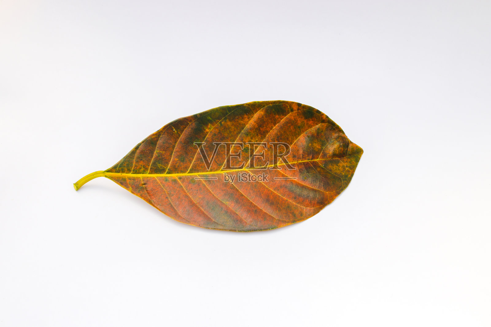 在白色背景上孤立的单一棕色菠萝蜜叶照片摄影图片