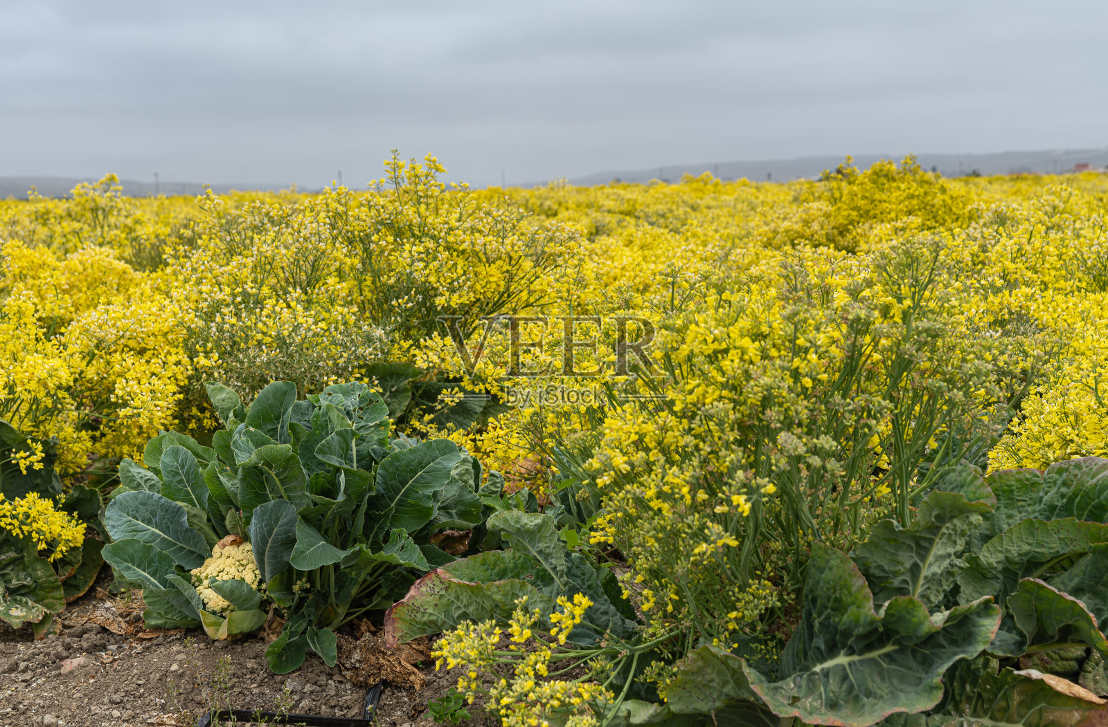 侧面特写盛开的花椰菜植物在Lompoc, CA，美国。照片摄影图片