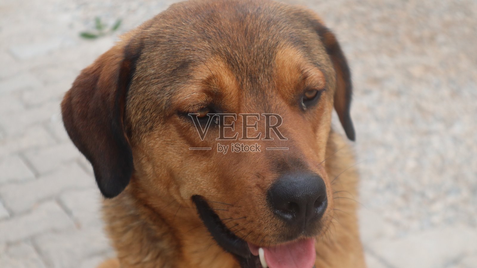 棕色的流浪狗对着镜头摆姿势。照片摄影图片