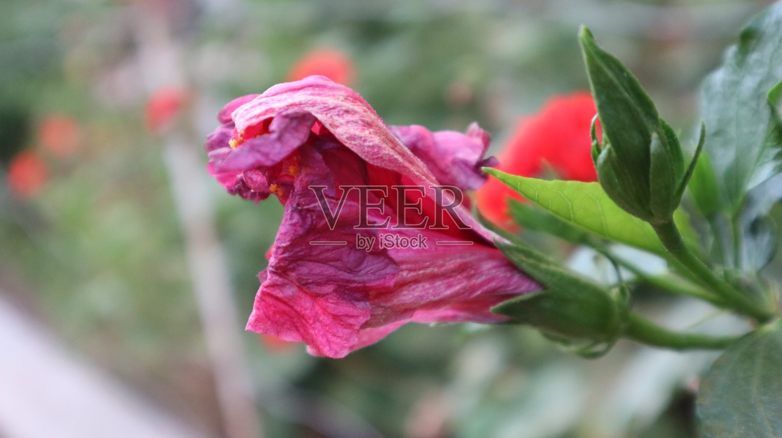 近距离观察自然中的芙蓉花。照片摄影图片