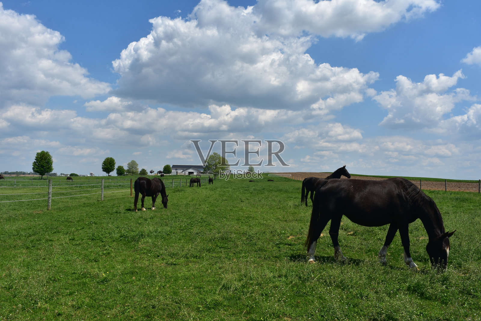 在宾夕法尼亚州工作的农场马照片摄影图片