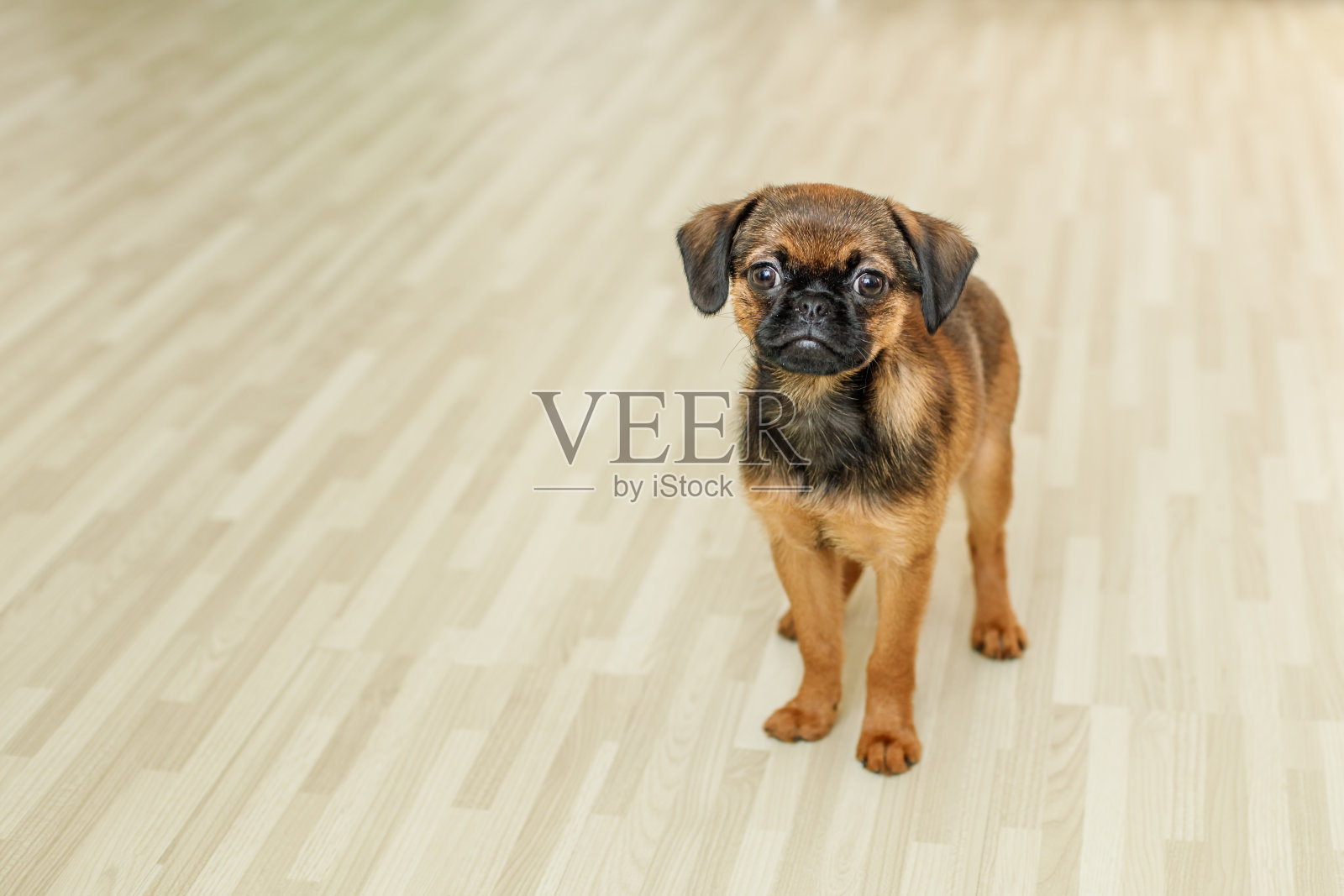 小布拉班肯狗站在一个由朴素的拼花地板做的背景上照片摄影图片