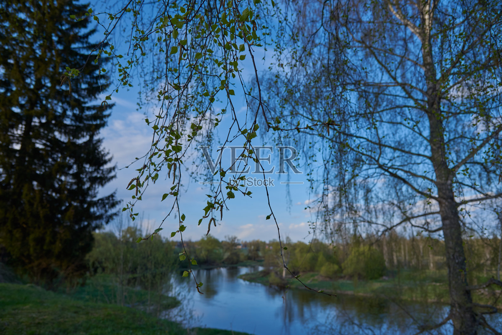 透过白桦树的枝叶，你可以看到河流、绿色的田野和蓝色的天空。照片摄影图片