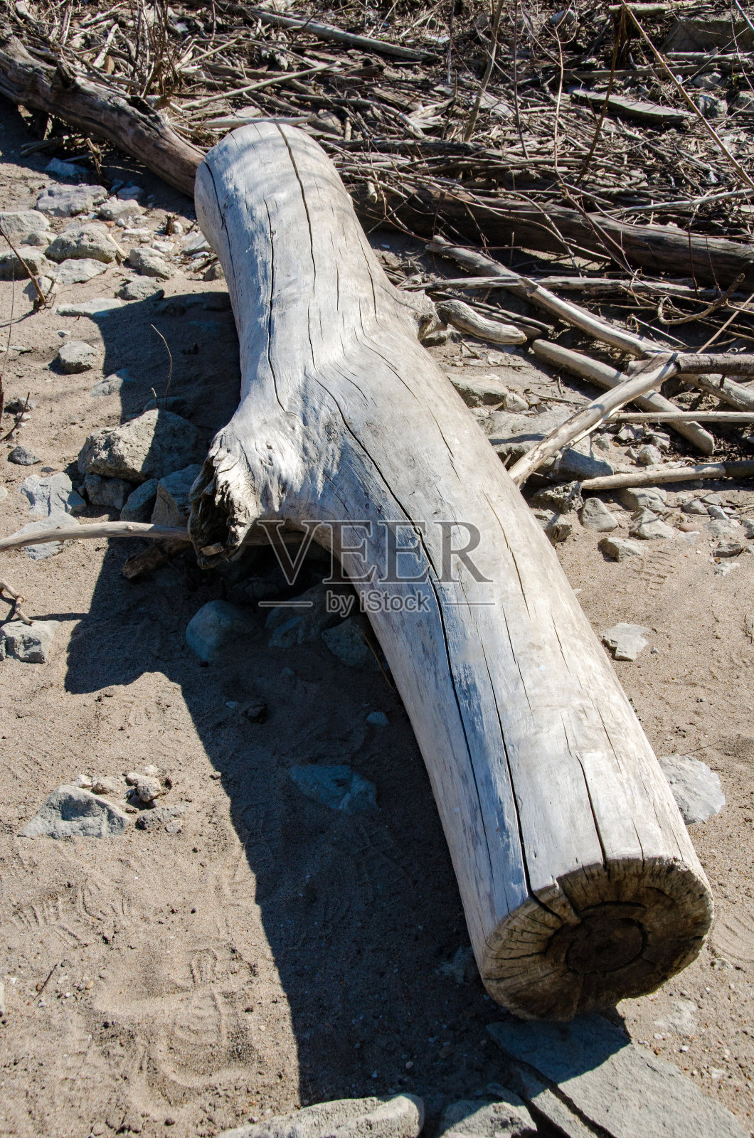 大河路-在埃利斯岛，密西西比河漂白的原木照片摄影图片