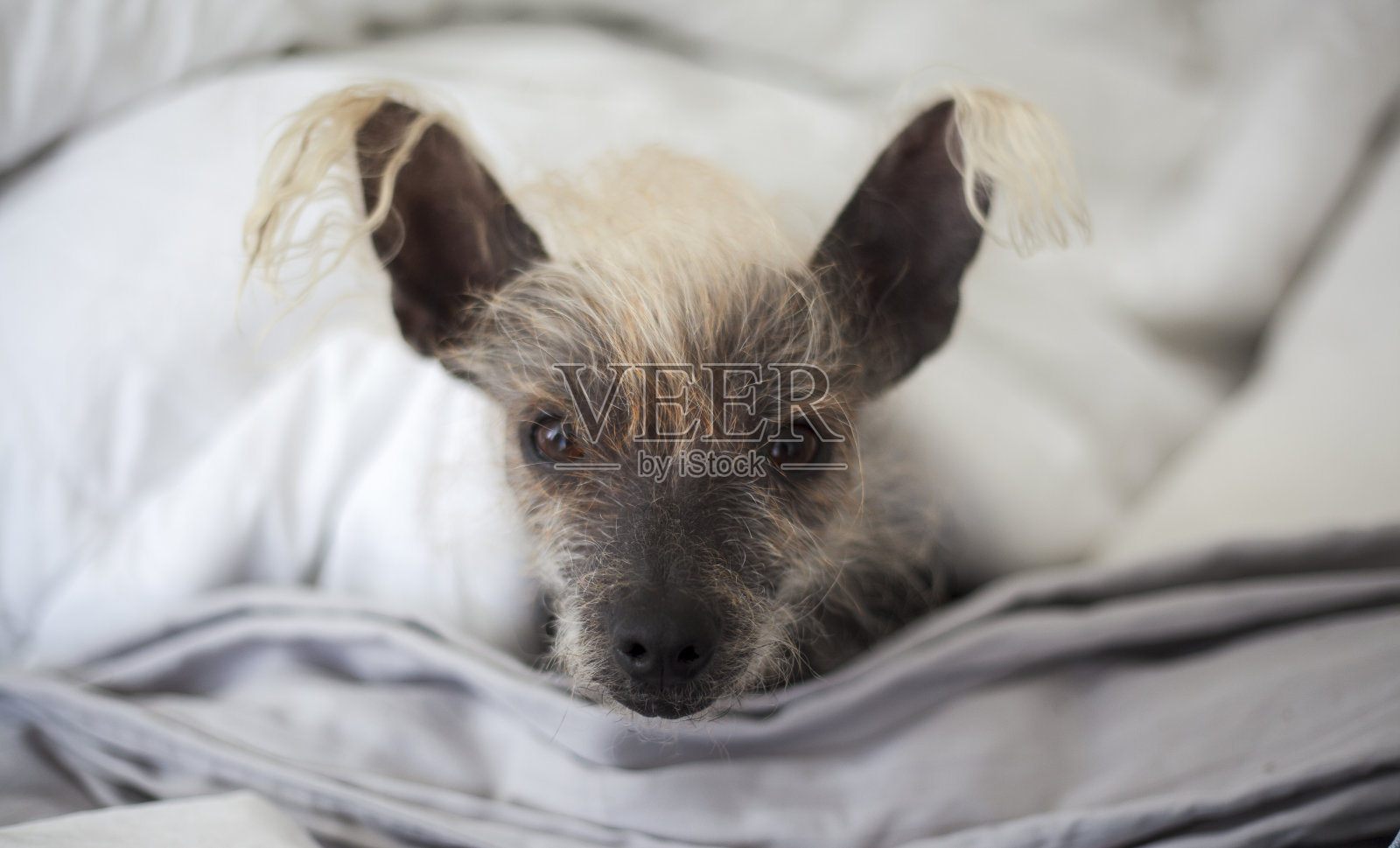 一个可爱的小狗看着相机的肖像照片摄影图片