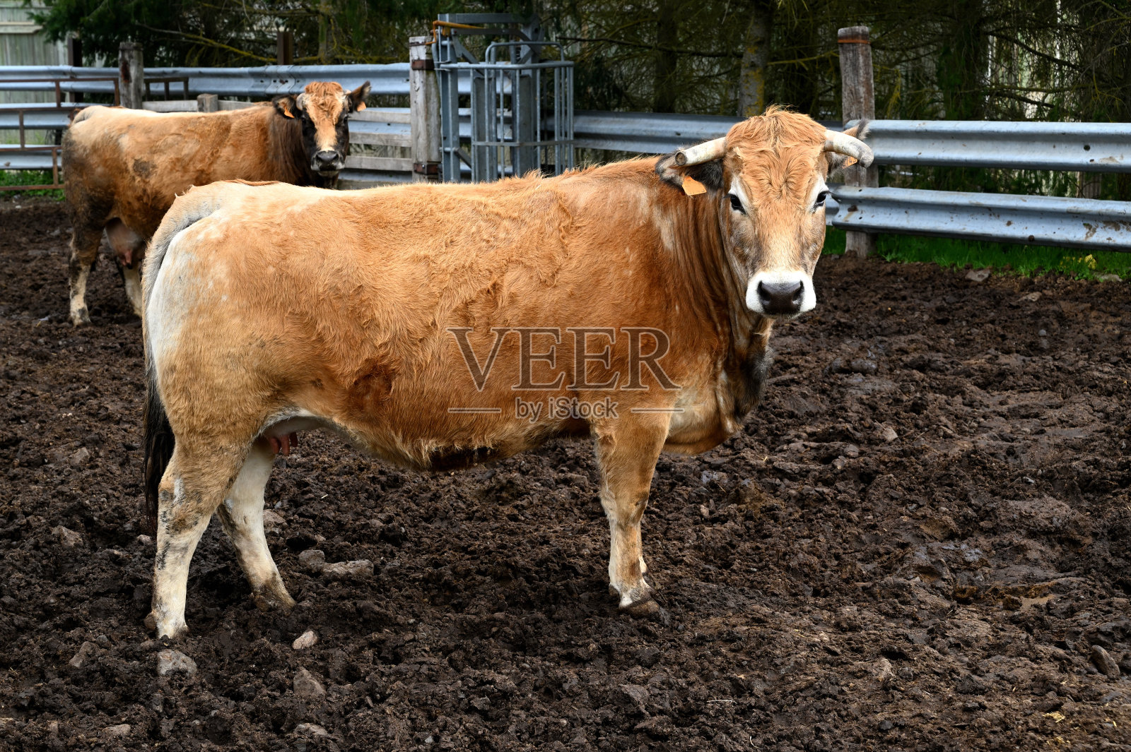 农场里的一头棕色奶牛看着摄影师照片摄影图片