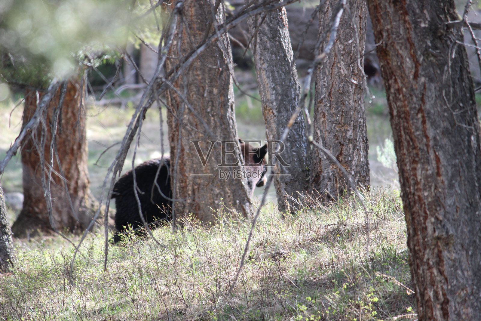 森林中的熊照片摄影图片