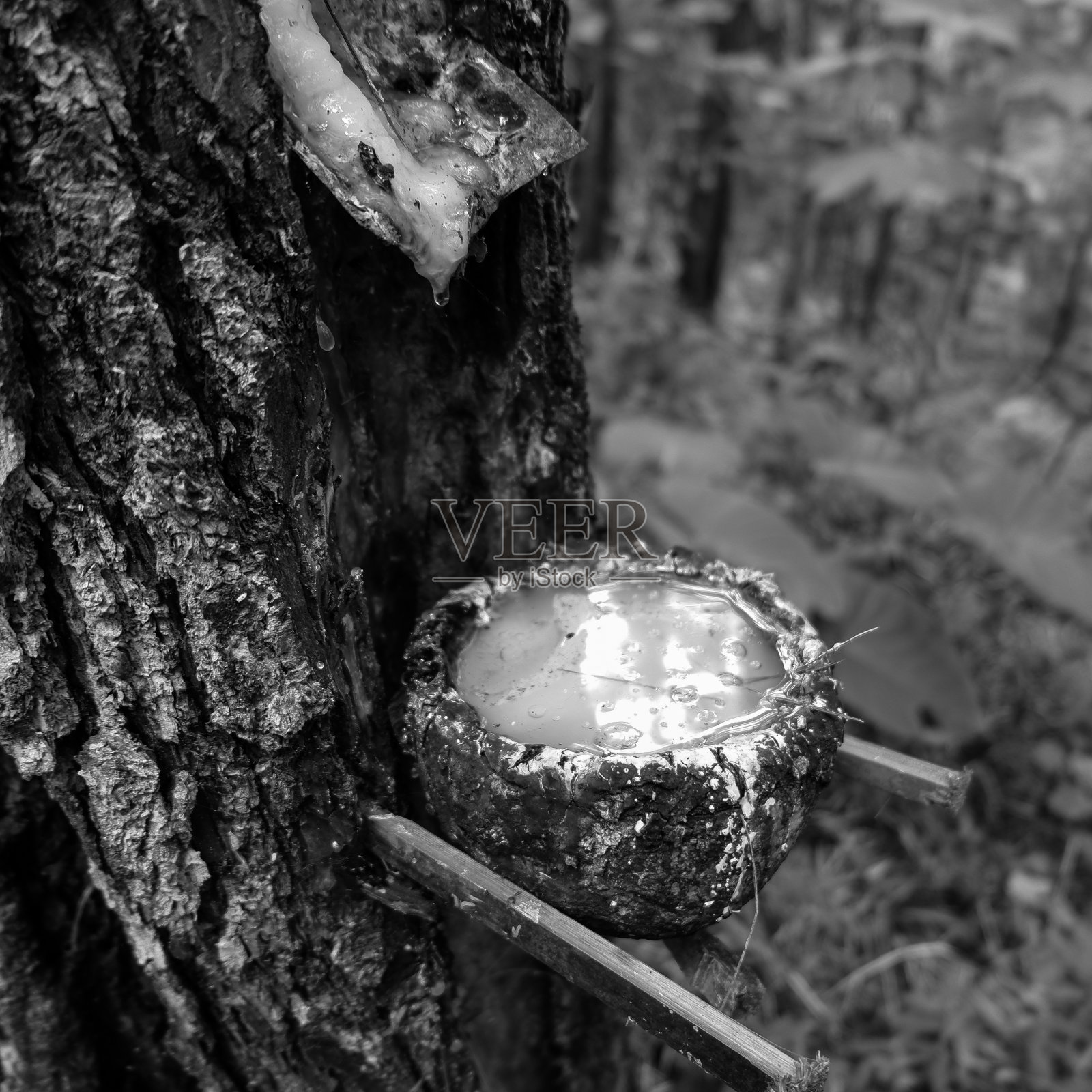 汁液松与椰子壳容器。照片摄影图片